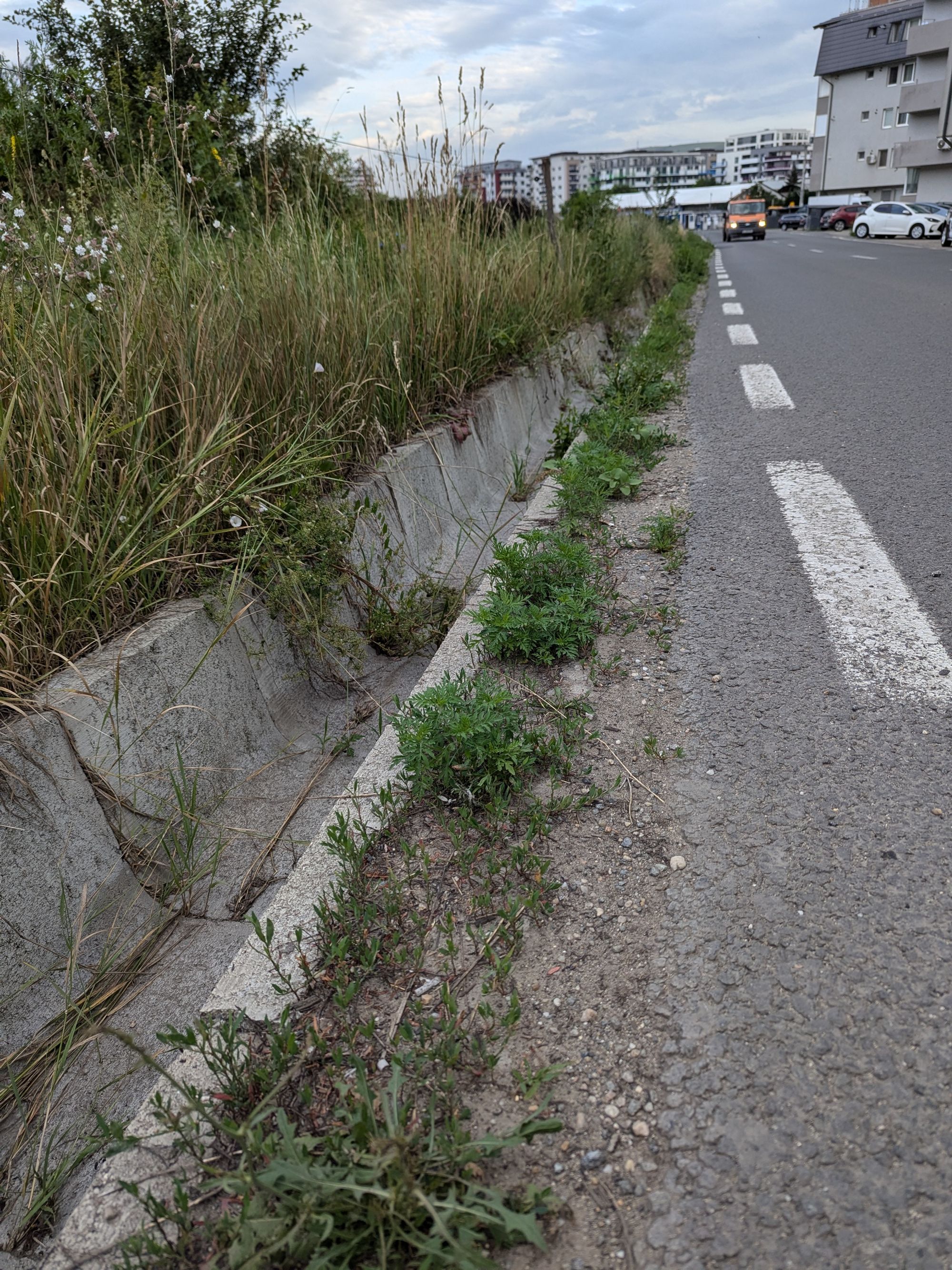 Ambrozie in Strada Răzoare 1, Florești, Comuna Florești, Județul Cluj - 1000012622.jpg