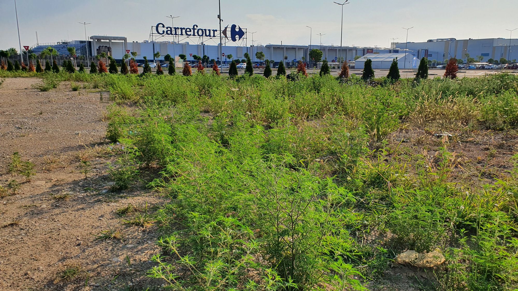 Ambrozie in București, Municipiul București - Ambrosia.jpg