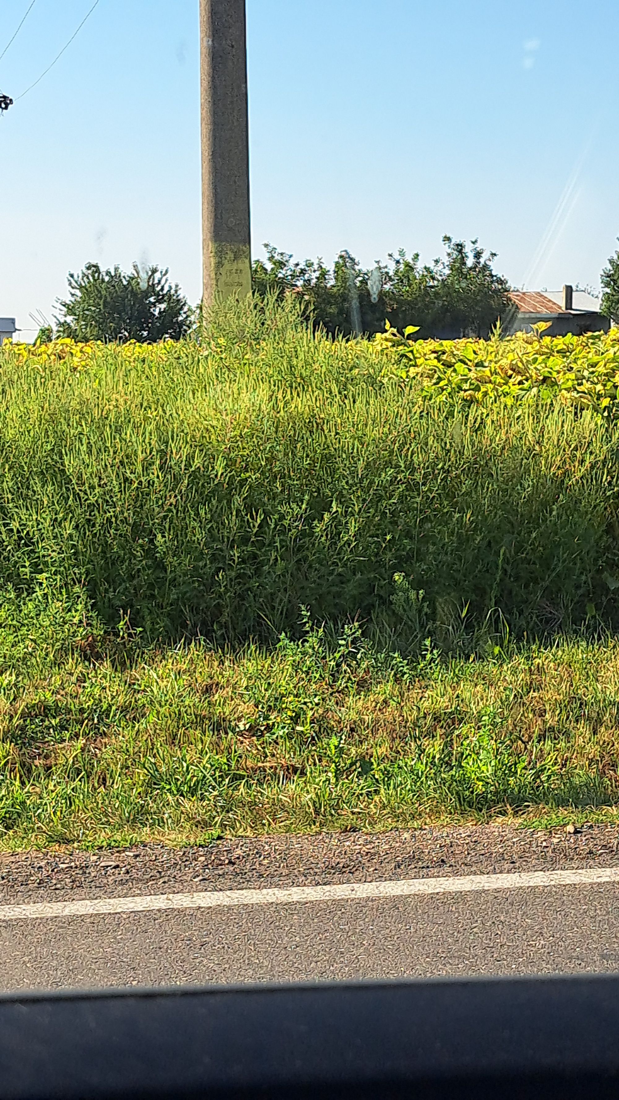Ambrozie in Săbăoani, Comuna Săbăoani, Județul Neamț - IMG-20250827-WA0000.jpeg
