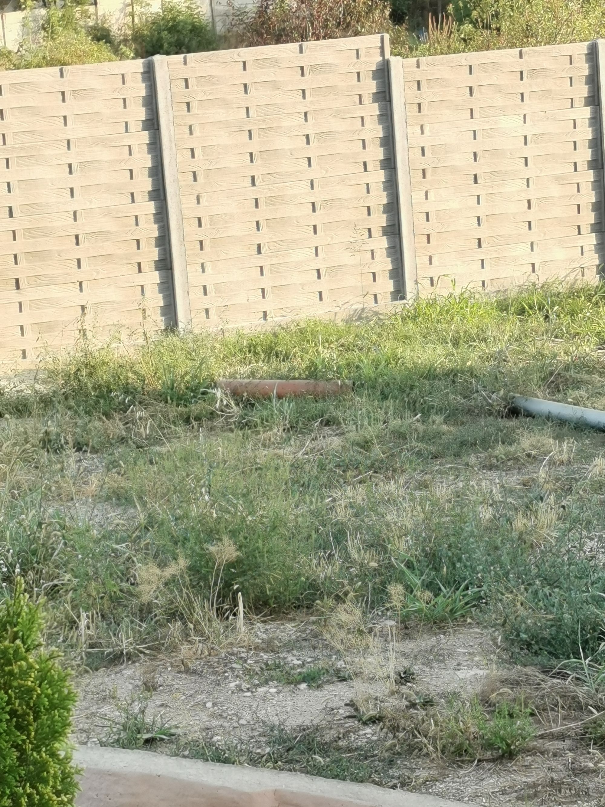 Ambrozie in Strada Văilor, Slatina, Municipiu Slatina, Județul Olt - IMG_20250908_185658.jpg