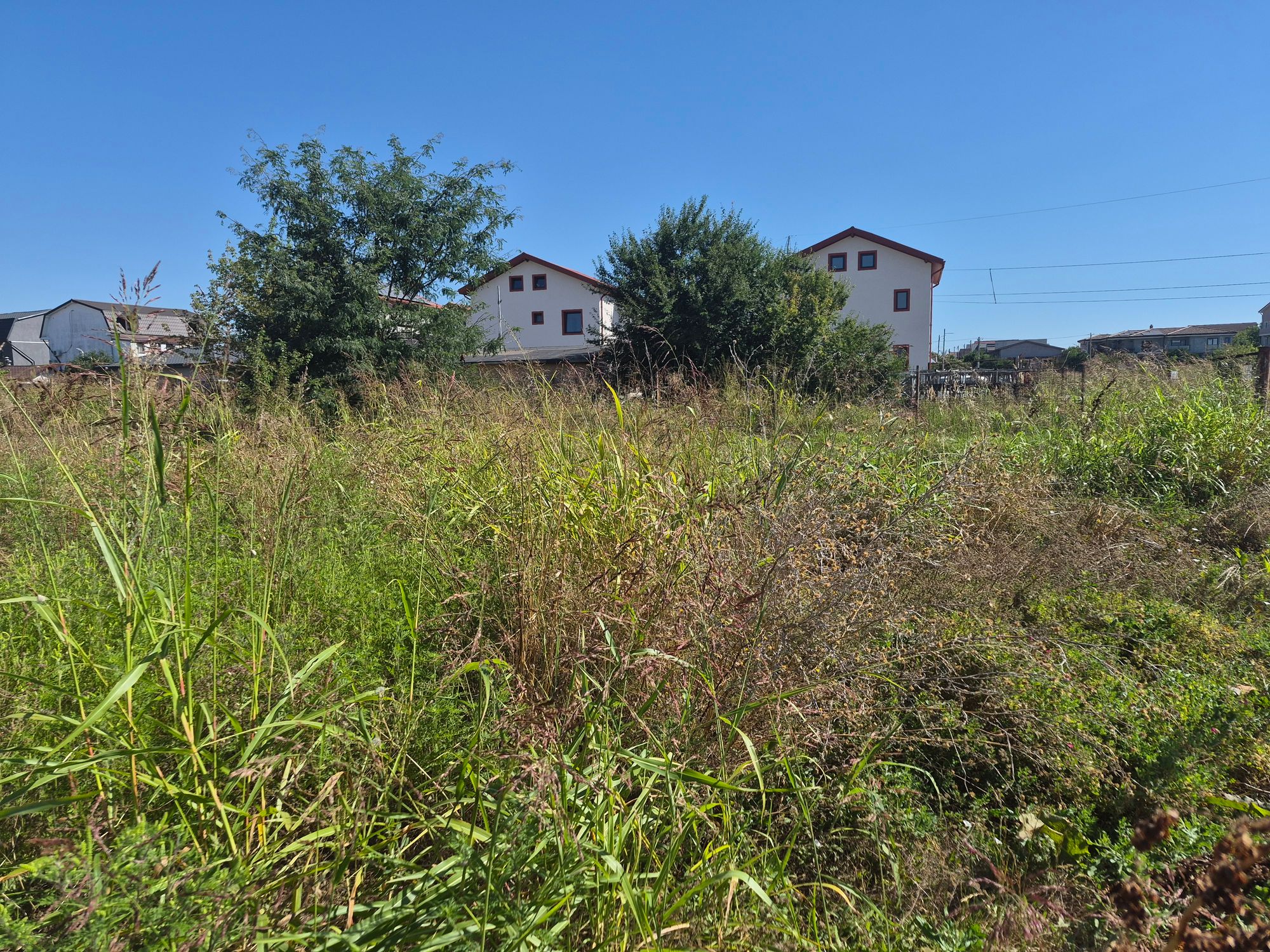 Ambrozie in Strada George Bacovia 88, Cumpăna, Comuna Cumpăna, Județul Constanța - 37208.jpg