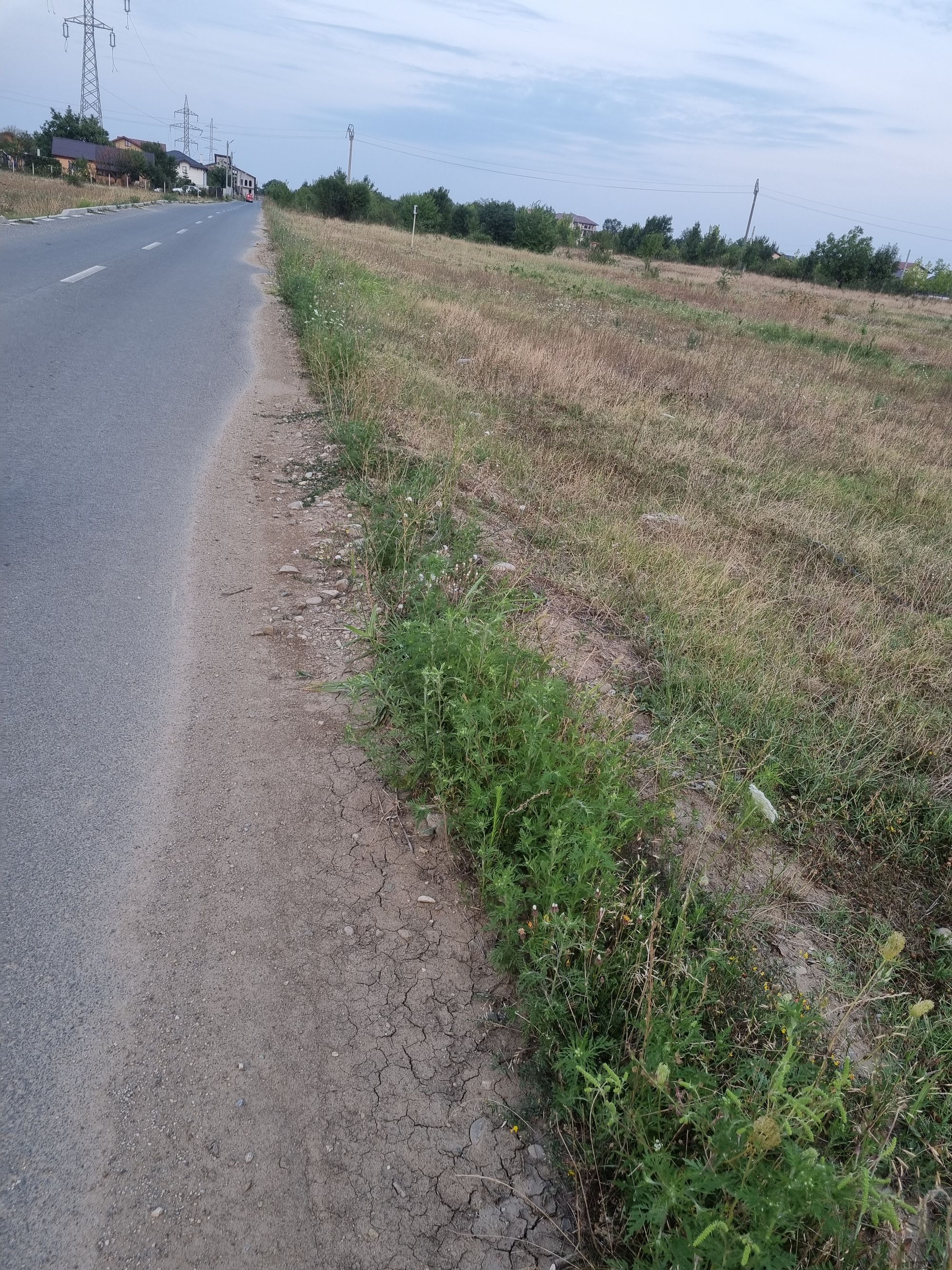 Ambrozie in Ciorogârla, Ciorogarla, Ilfov County - 16921189539424271359933462747853.jpg