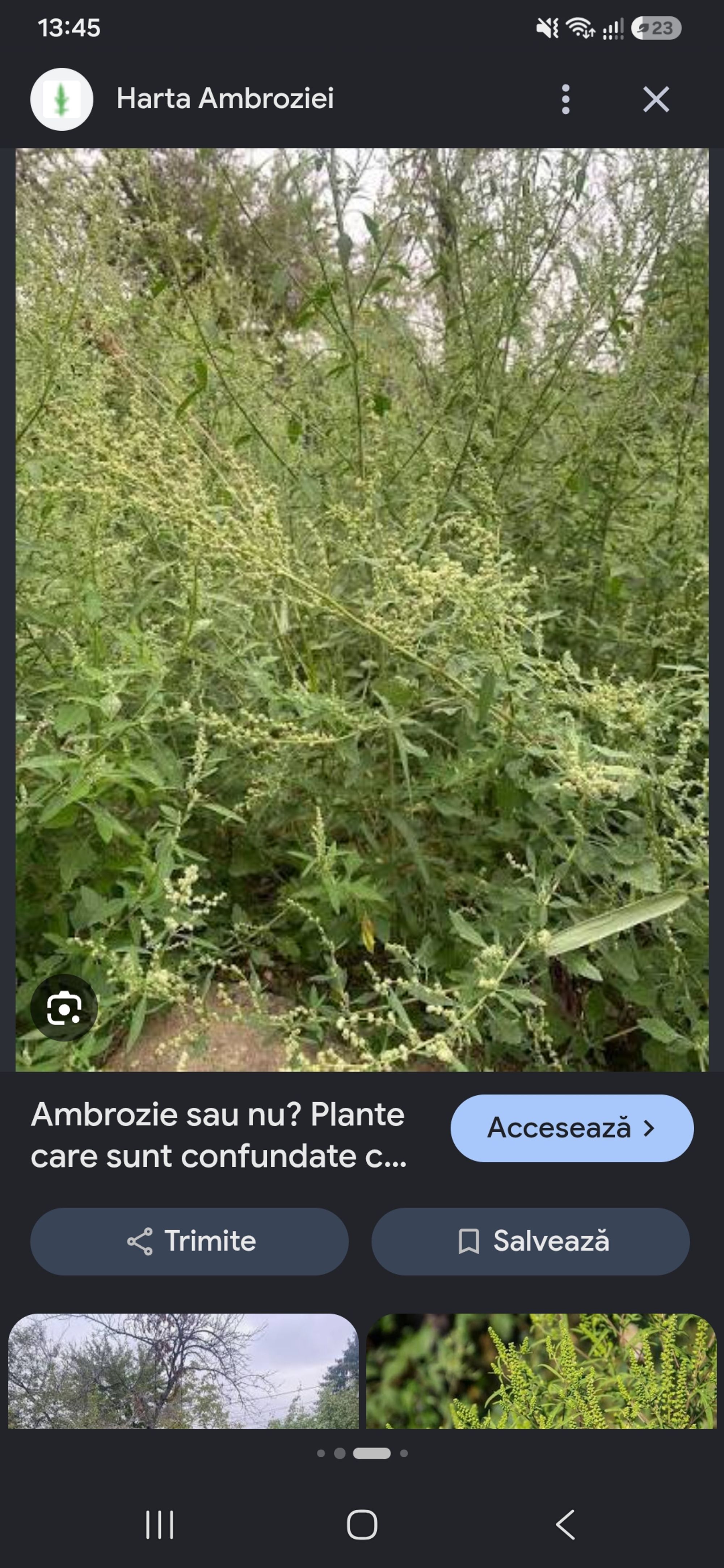Ambrozie in Pârvu Roșu, Oraș Costești, Județul Argeș - 1000131093.jpg