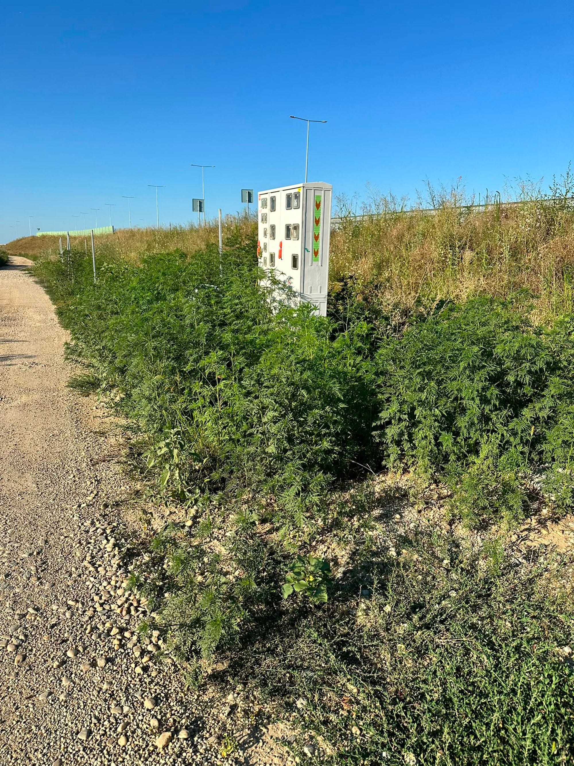Ambrozie in Strada Crângului 57, Bâcu, Comuna Joița, Județul Giurgiu - WhatsApp Image 2026-08-01 at 18.50.42 (5).jpeg