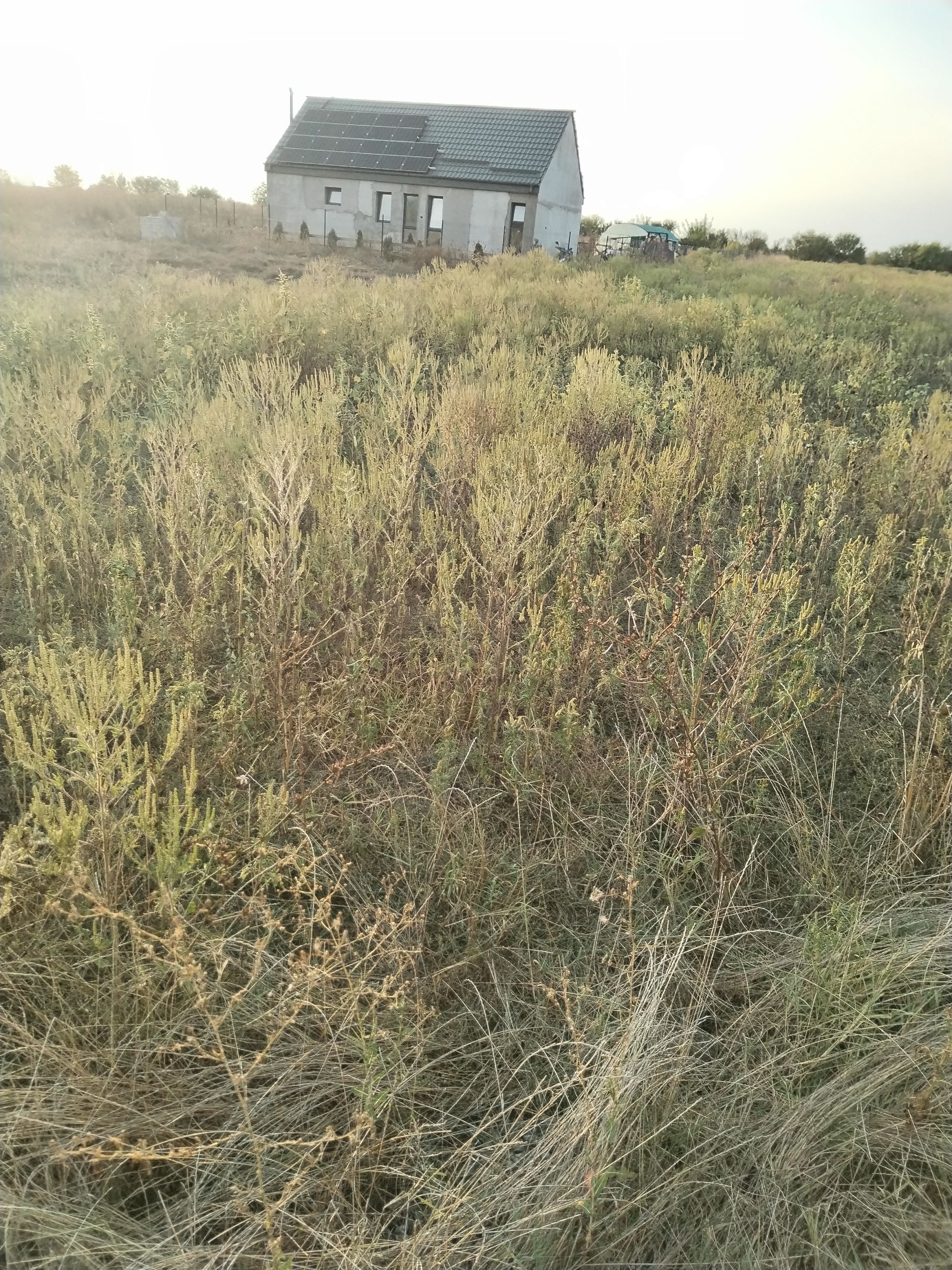 Ambrozie in Samurcași, Comuna Crevedia, Județul Dâmbovița - IMG_20250912_185134.jpg