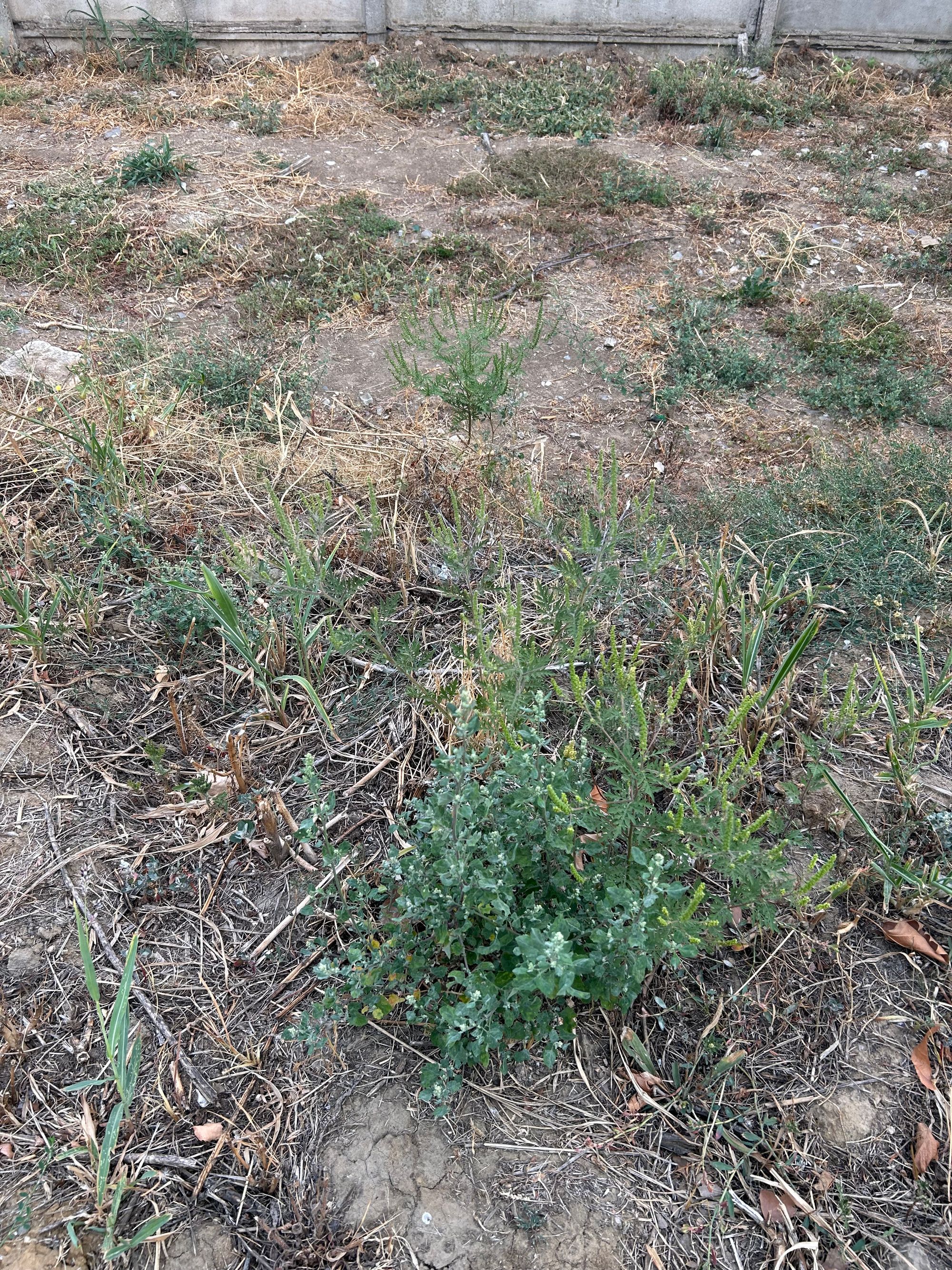 Ambrozie in Strada Victor Brauner 25, București, Municipiul București - IMG_7629.jpeg