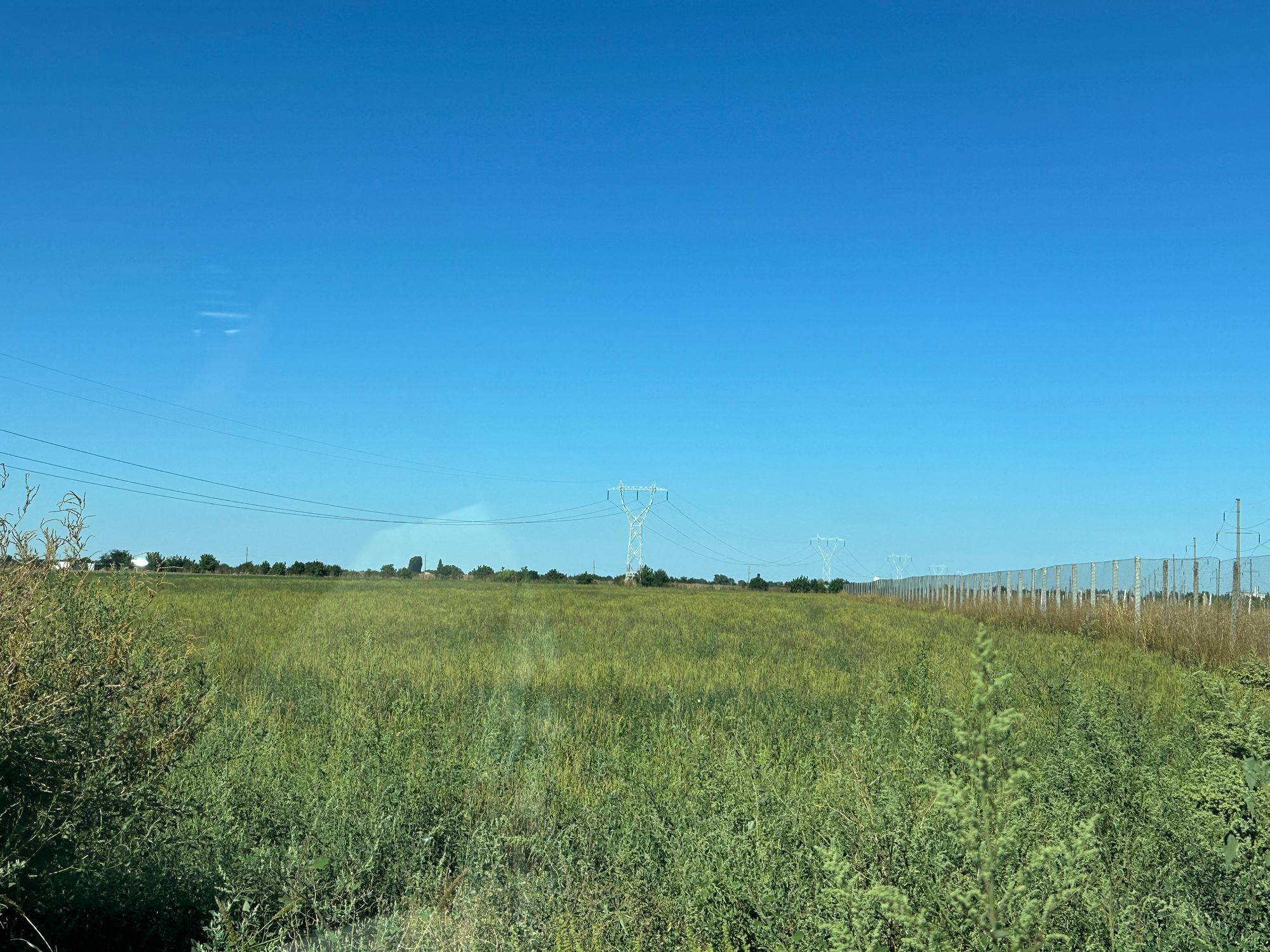 Ambrozie in Cazasu, Comuna Cazasu, Județul Brăila - IMG_7117.jpeg