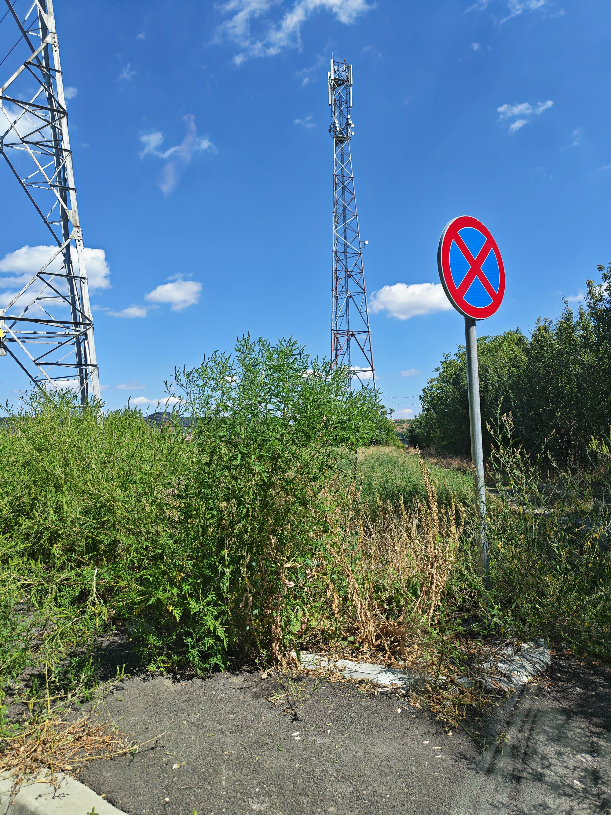 Ambrozie in Strada Crângului 20, Suceava, Municipiu Suceava, Județul Suceava - 91567.jpg