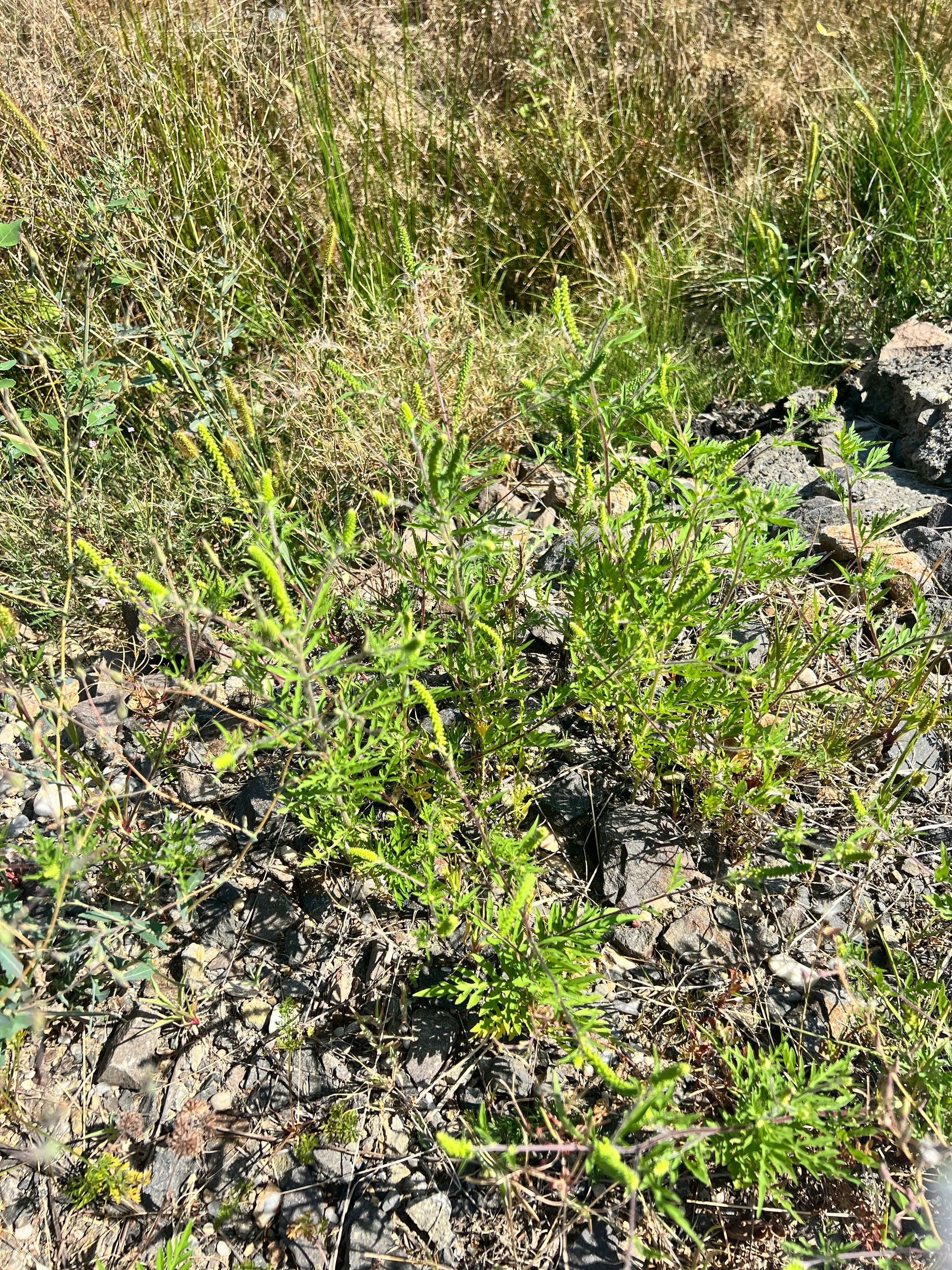 Ambrozie in Strada Aeroportului 24, Recea, Comuna Recea, Județul Maramureș - IMG_6333.jpeg