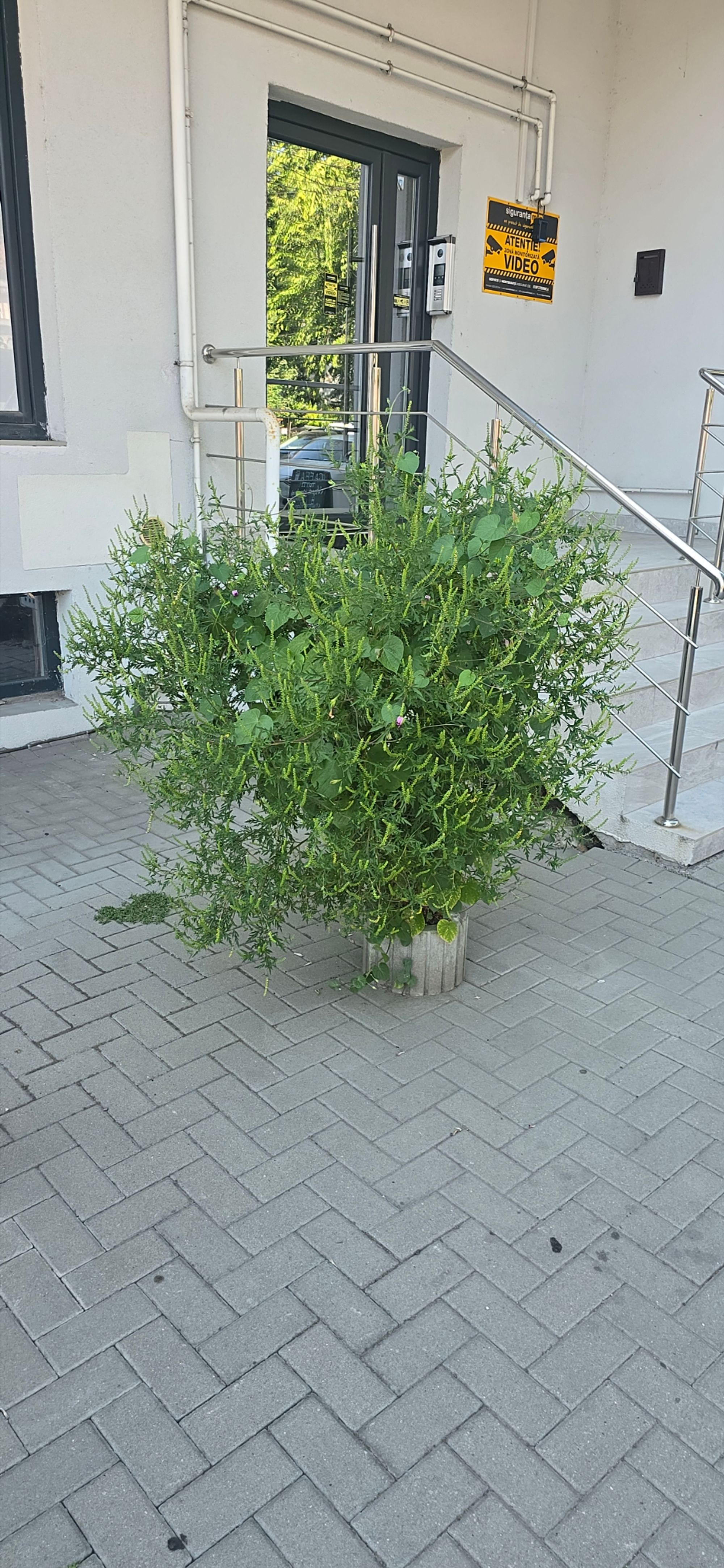 Ambrozie in E79 114, Craiova, Municipiu Craiova, Județul Dolj - 1000117499.jpg