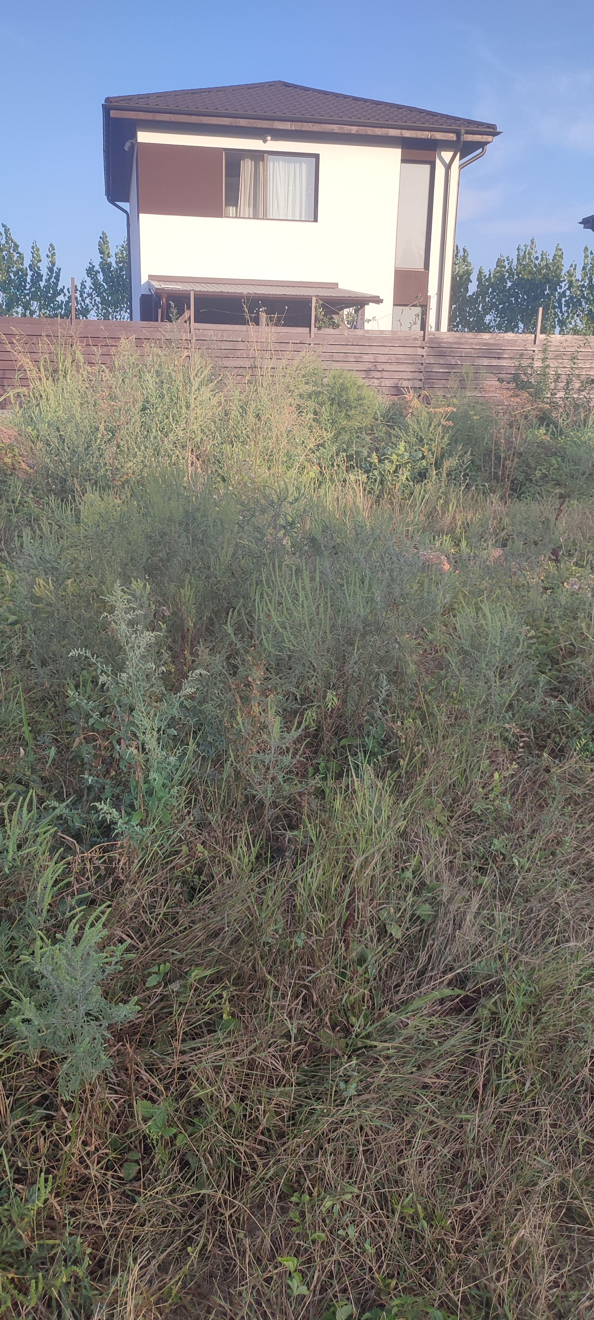 Ambrozie in Strada Podul Banului 69D, Joița, Comuna Joița, Județul Giurgiu - inbound4989823360796691046.jpg