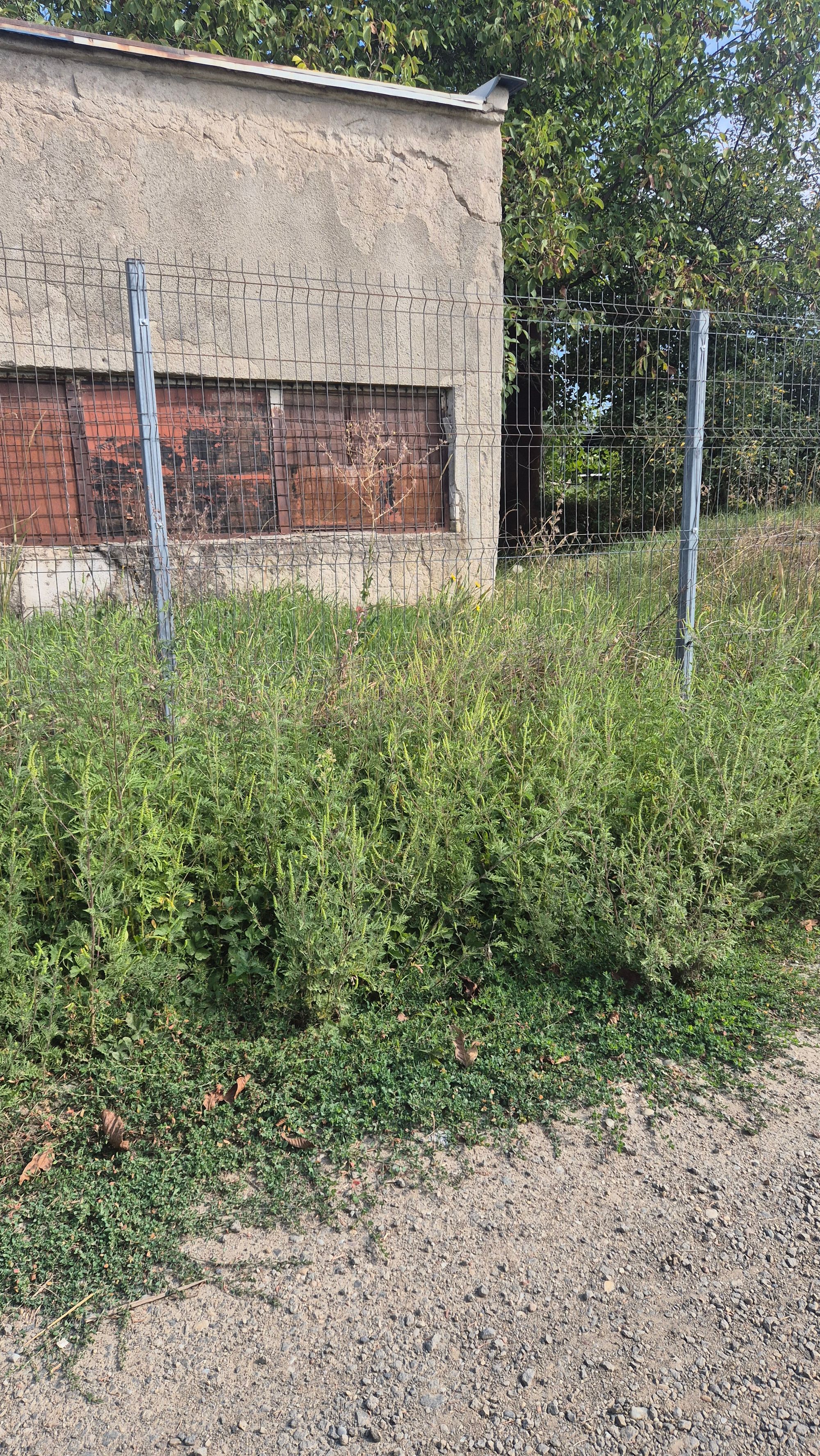 Ambrozie in DN19F 11C, Mărtinești, Comuna Odoreu, Județul Satu Mare