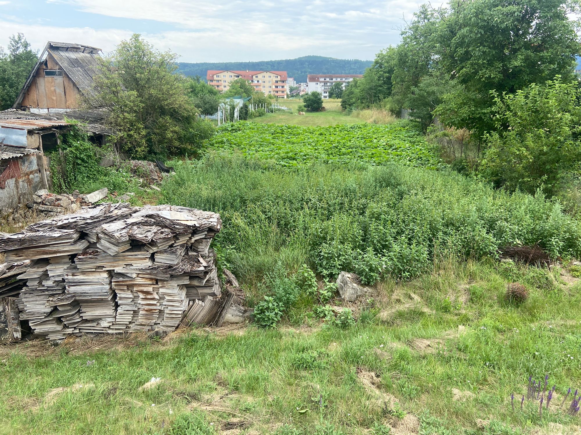 Ambrozie in Strada Dunarii 20, Gherla, Municipiu Gherla, Județul Cluj - image.jpg