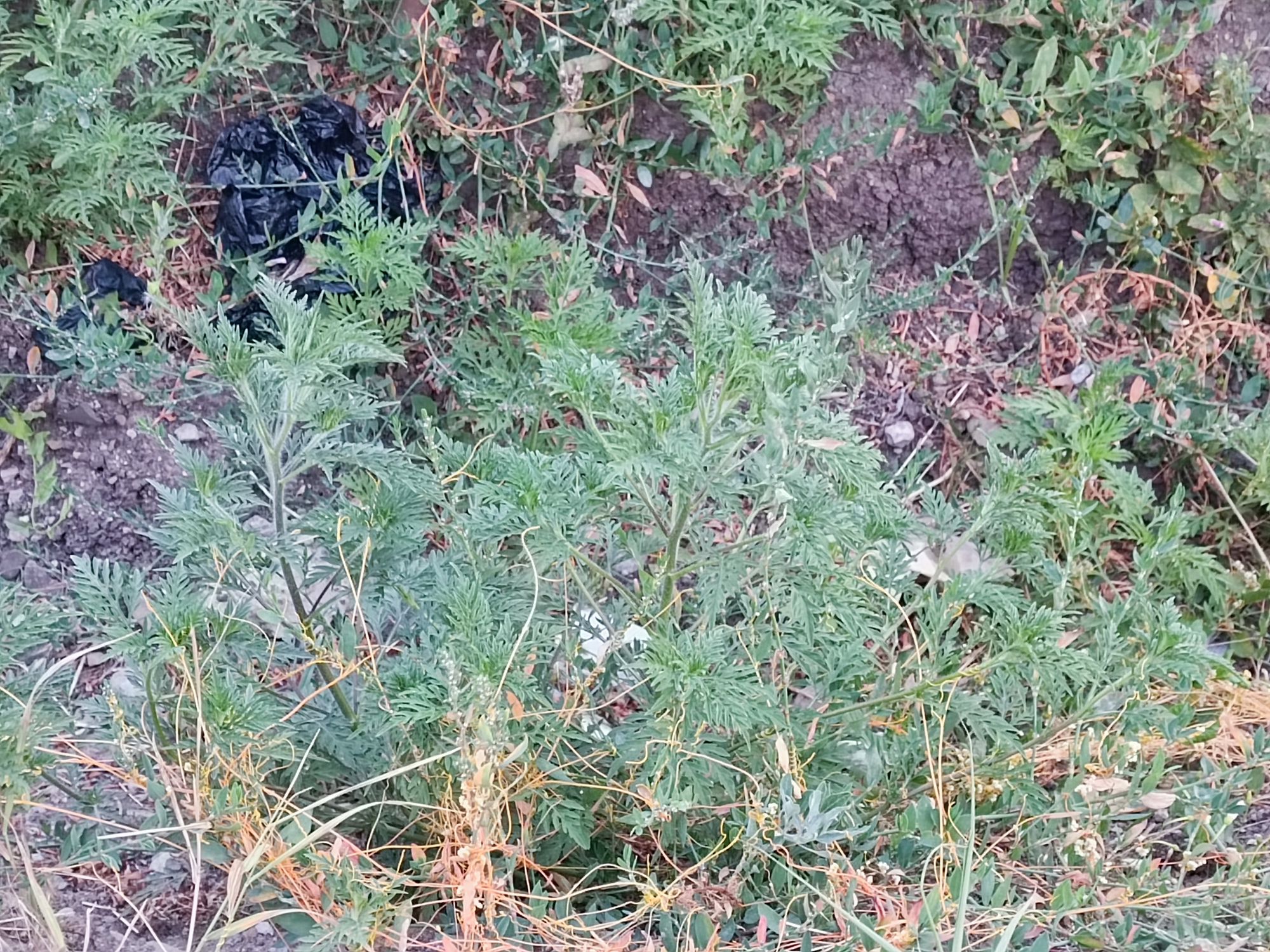 Ambrozie in Strada Garoafei 19, Valea Lupului, Comuna Valea Lupului, Județul Iași - inbound6095982337544814627.jpg