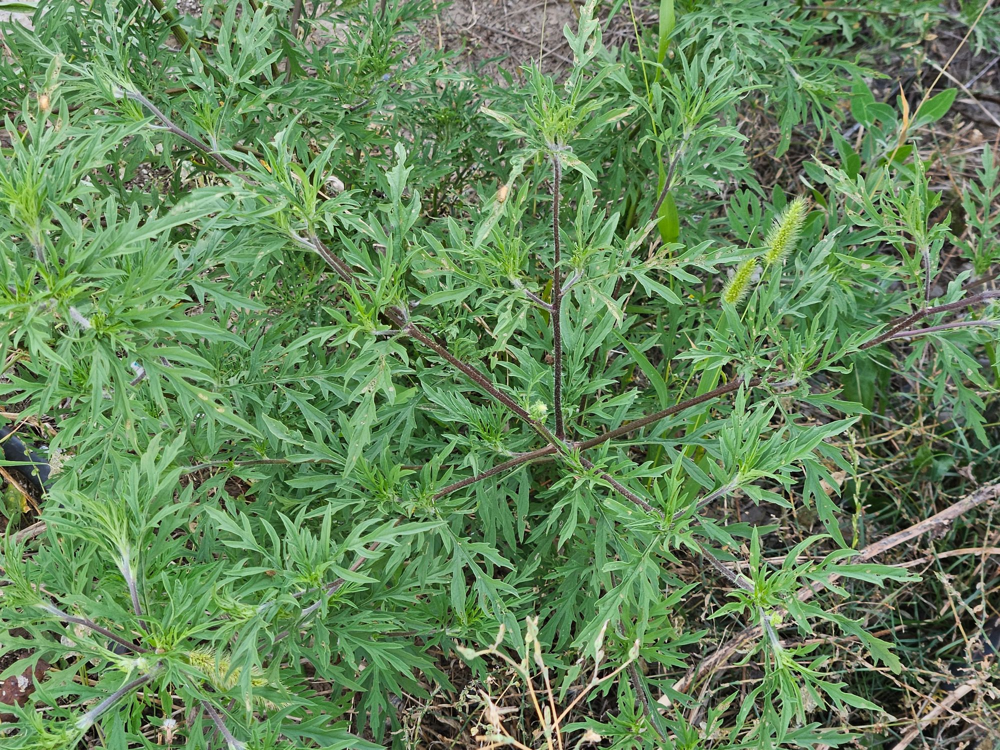 Ambrozie in București, Municipiul București - inbound3475275515402028905.jpg