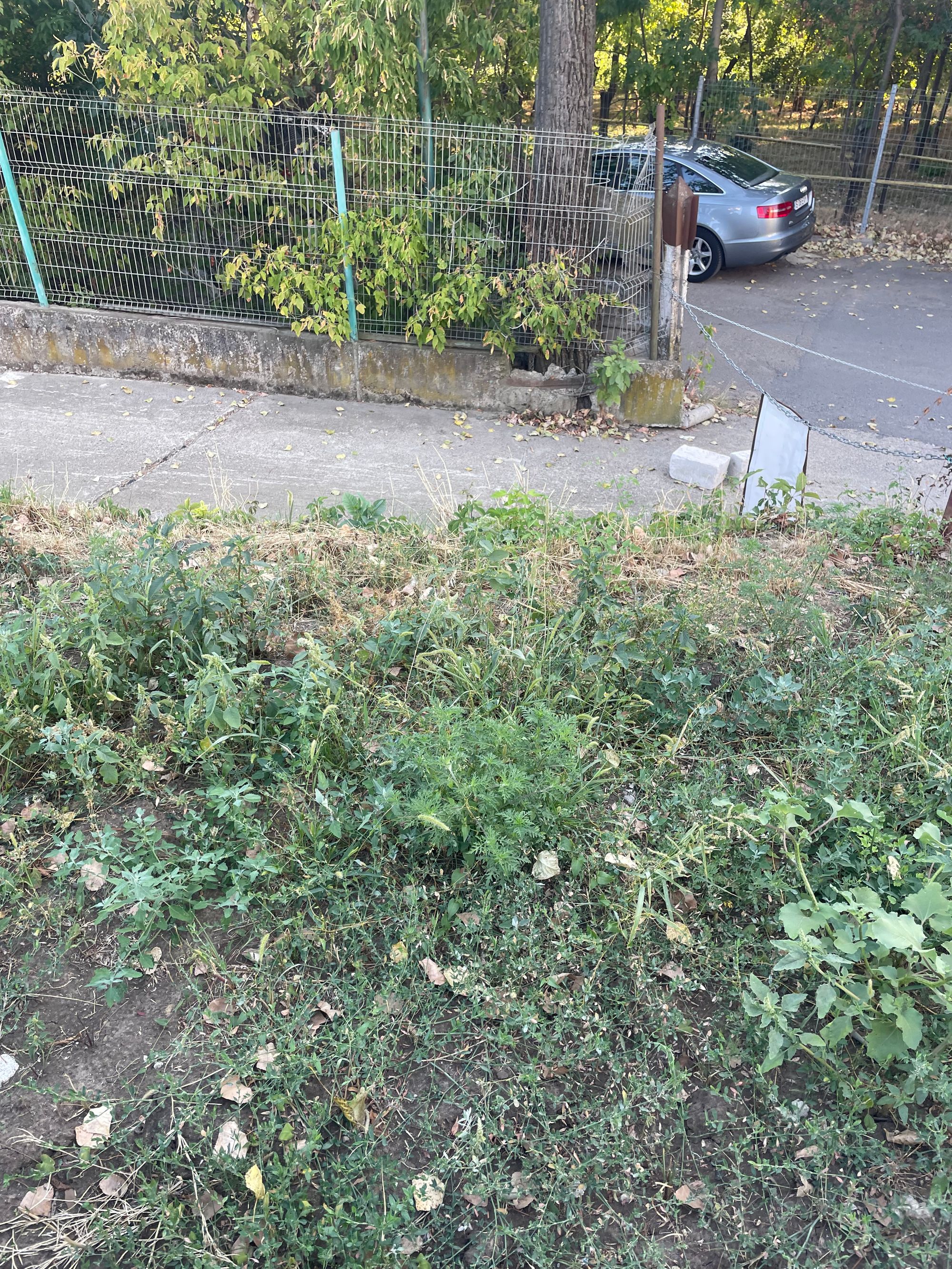 Ambrozie in Iași, Municipiu Iași, Județul Iași - IMG_2333.jpeg