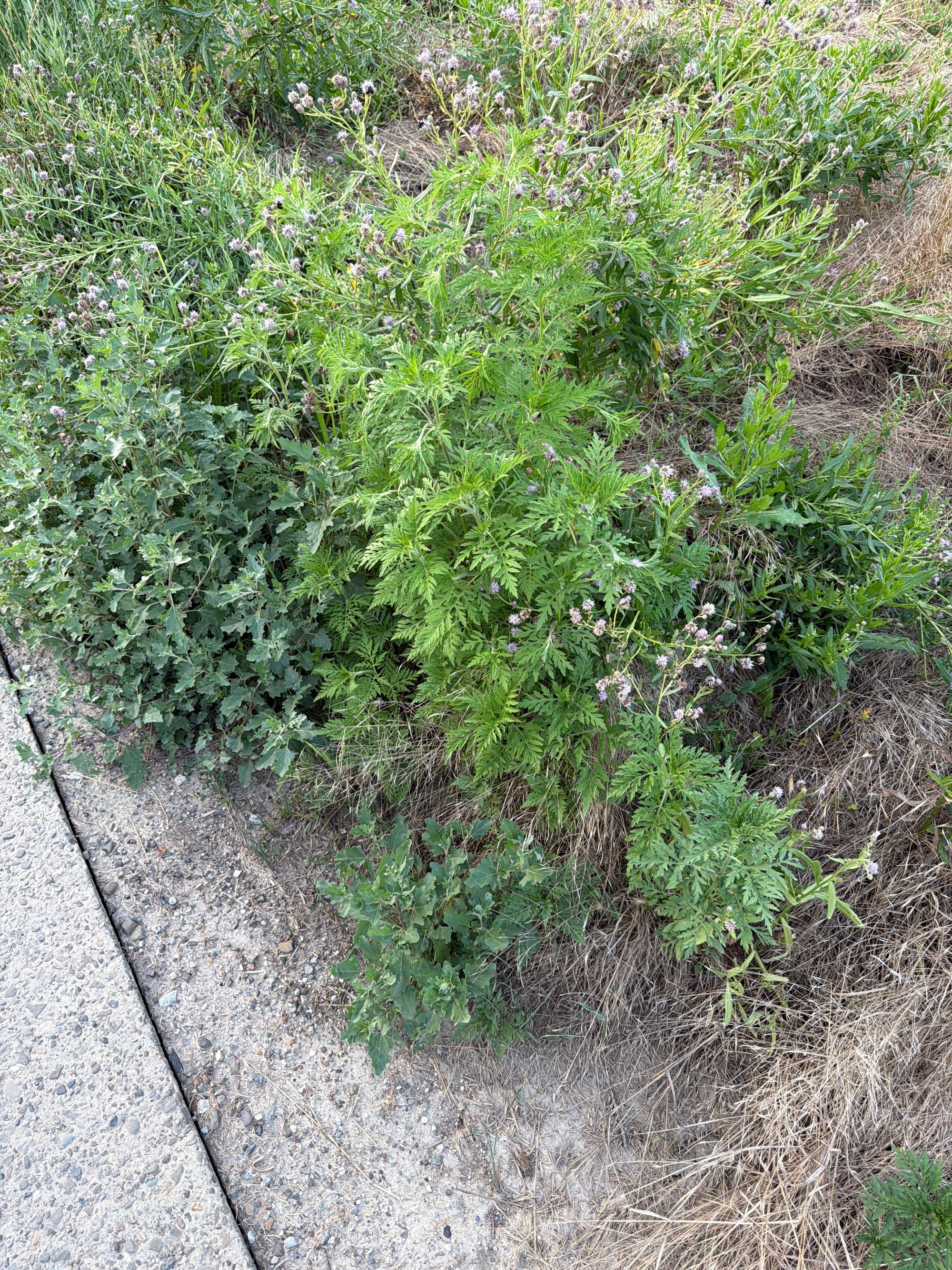 Ambrozie in Strada Eudoxiu Hurmuzaki 9, Iași, Municipiu Iași, Județul Iași - image.jpg