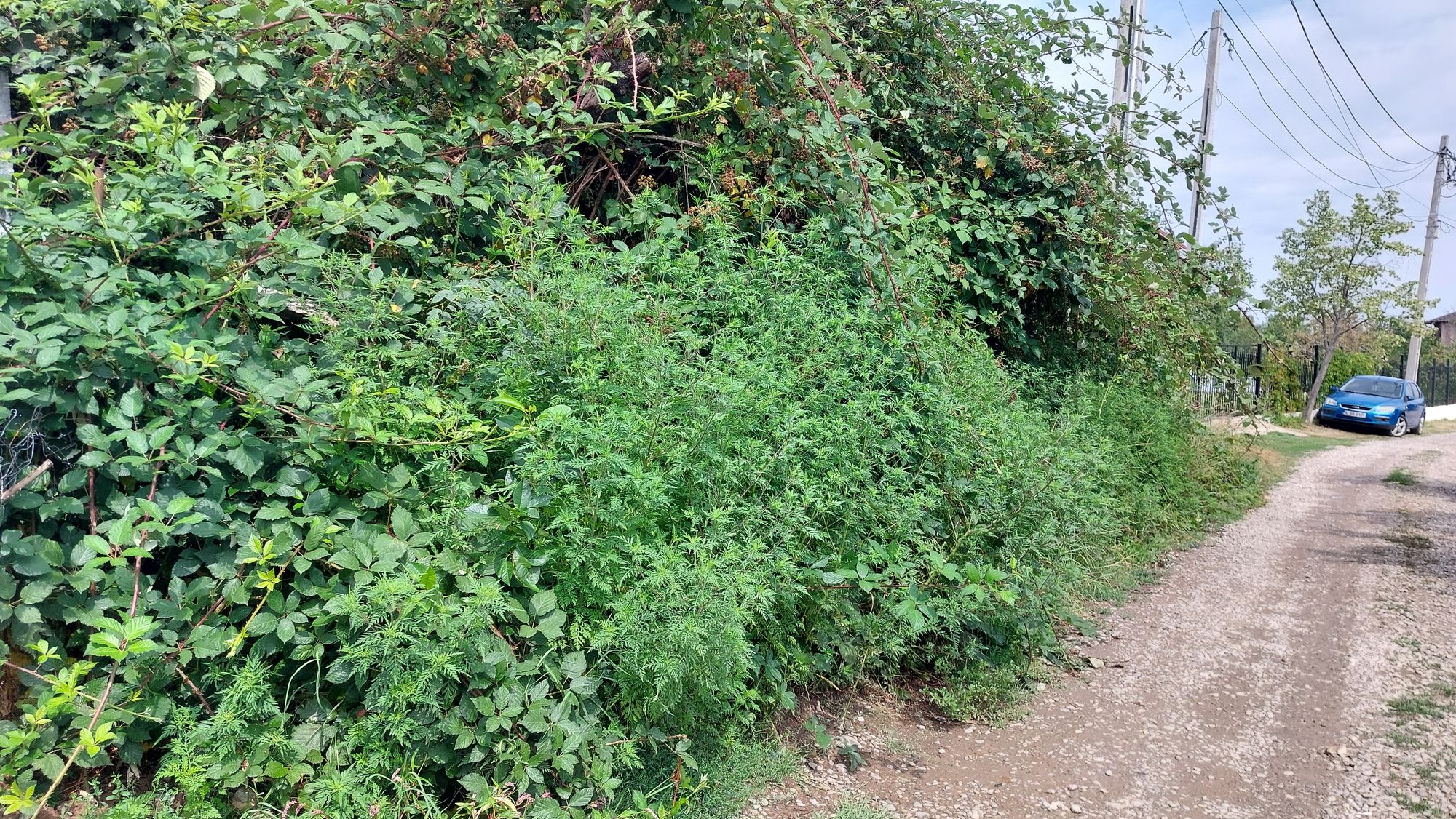 Ambrozie in Str. Coria 8, Cocoșești, Comuna Păulești, Județul Prahova - 20250731_152310.jpg