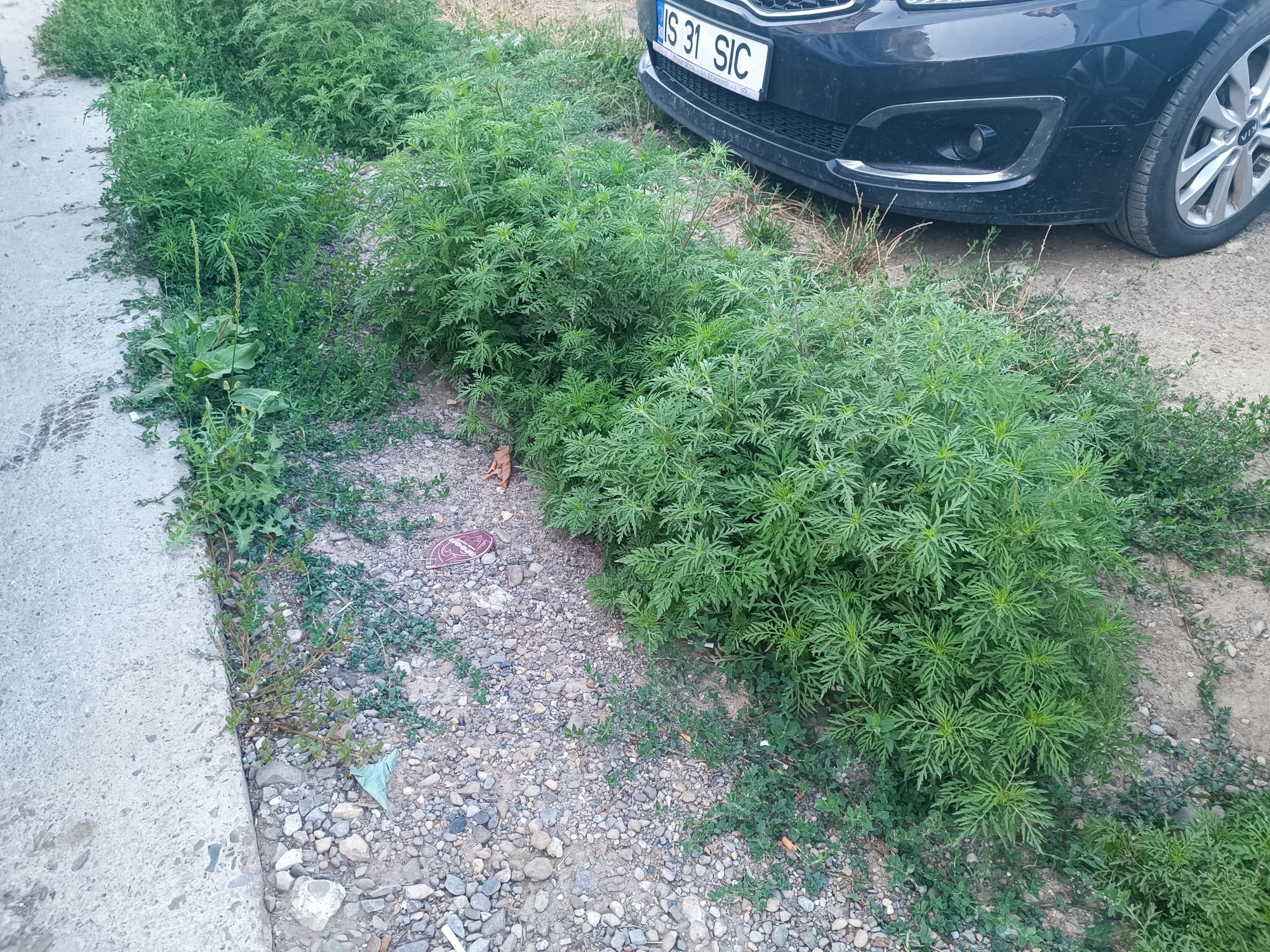 Ambrozie in Strada Luminii 18A, Valea Lupului, Comuna Valea Lupului, Județul Iași