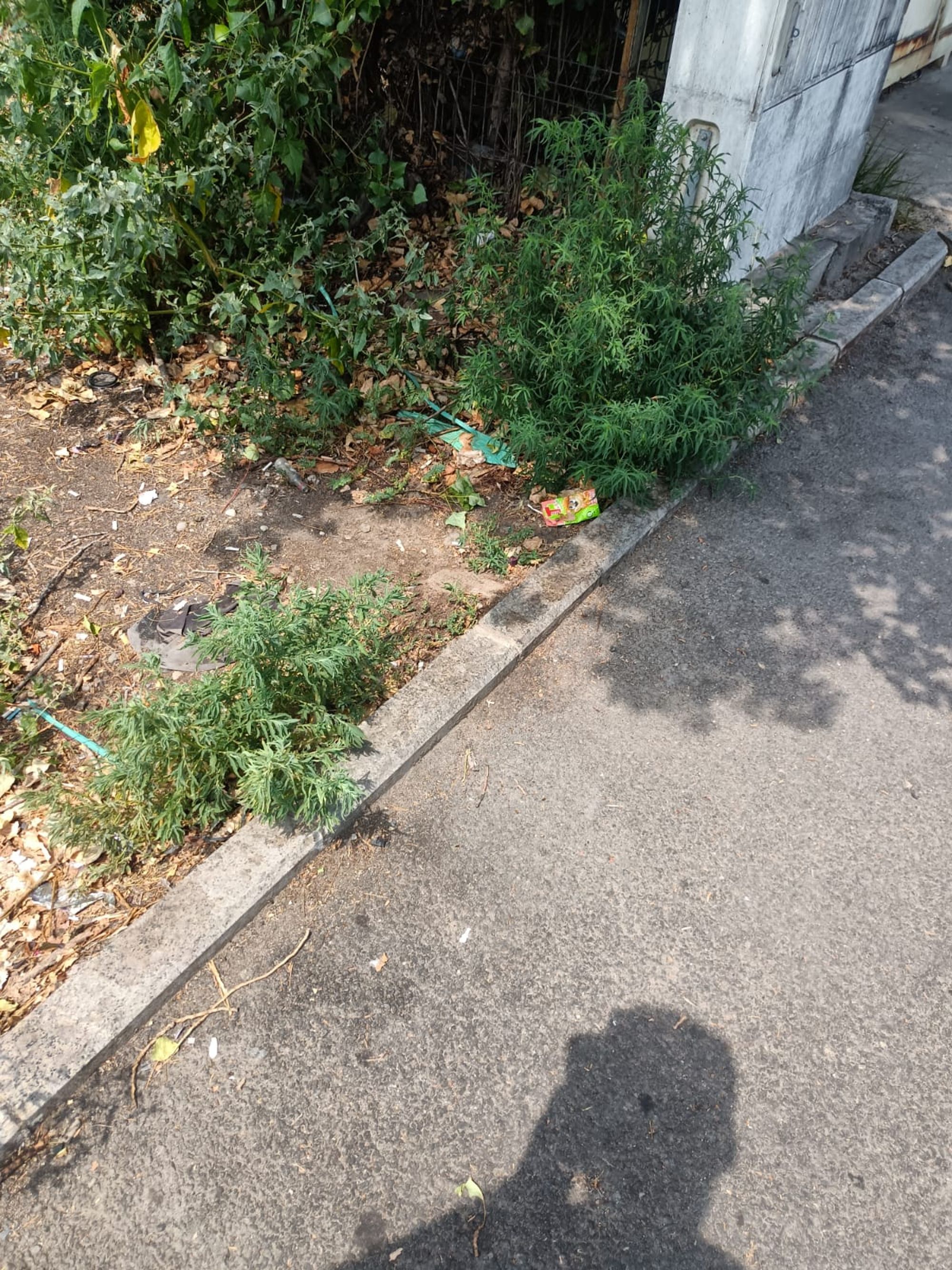 Ambrozie in Şoseaua Giurgiului, București, Municipiul București - WhatsApp Image 2025-07-28 at 15.11.16 (1).jpeg