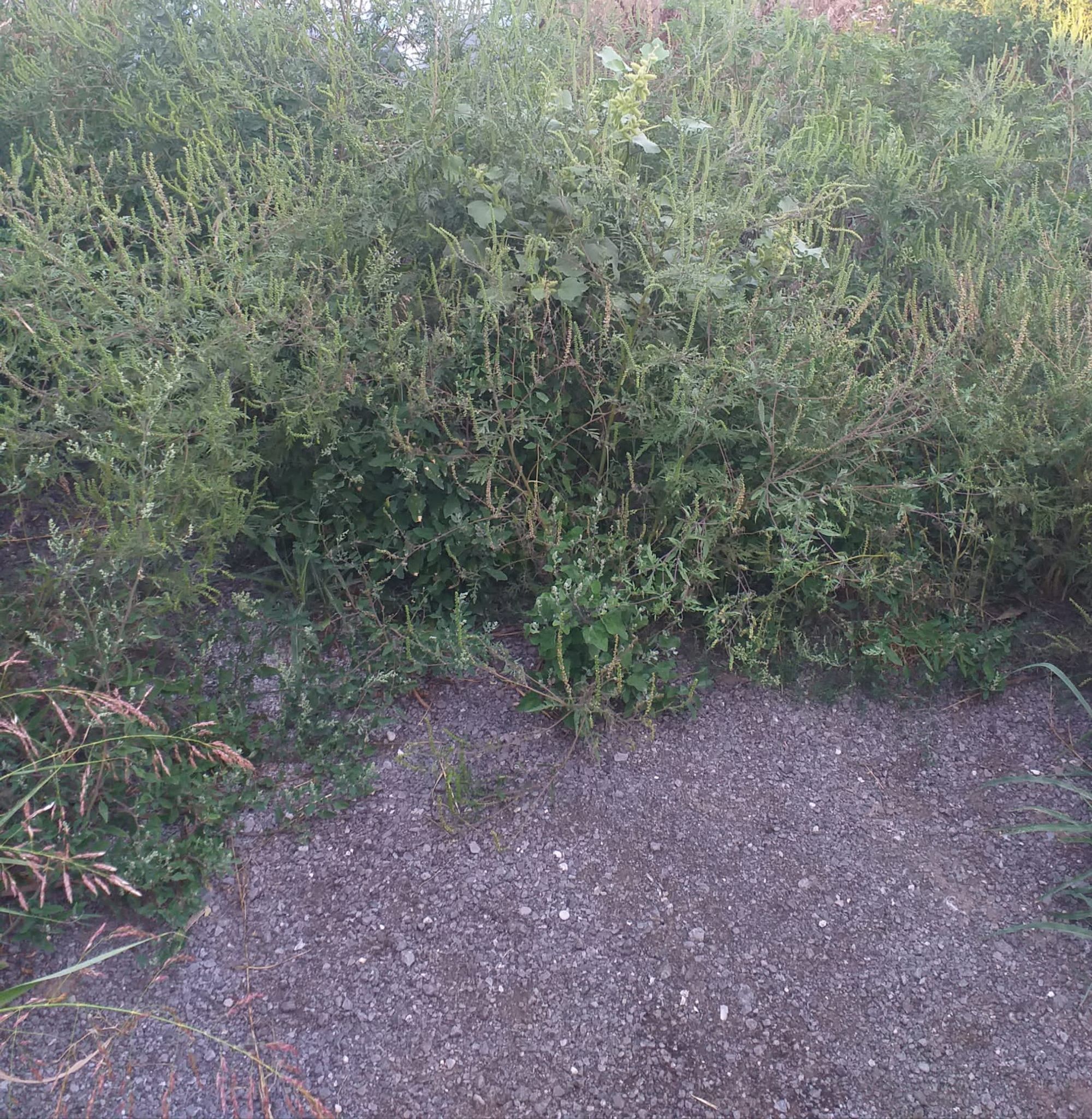 Ambrozie in Strada Sfântul Gheorghe 24, Glina, Comuna Glina, Județul Ilfov - IMG-20230819-WA0007.jpg