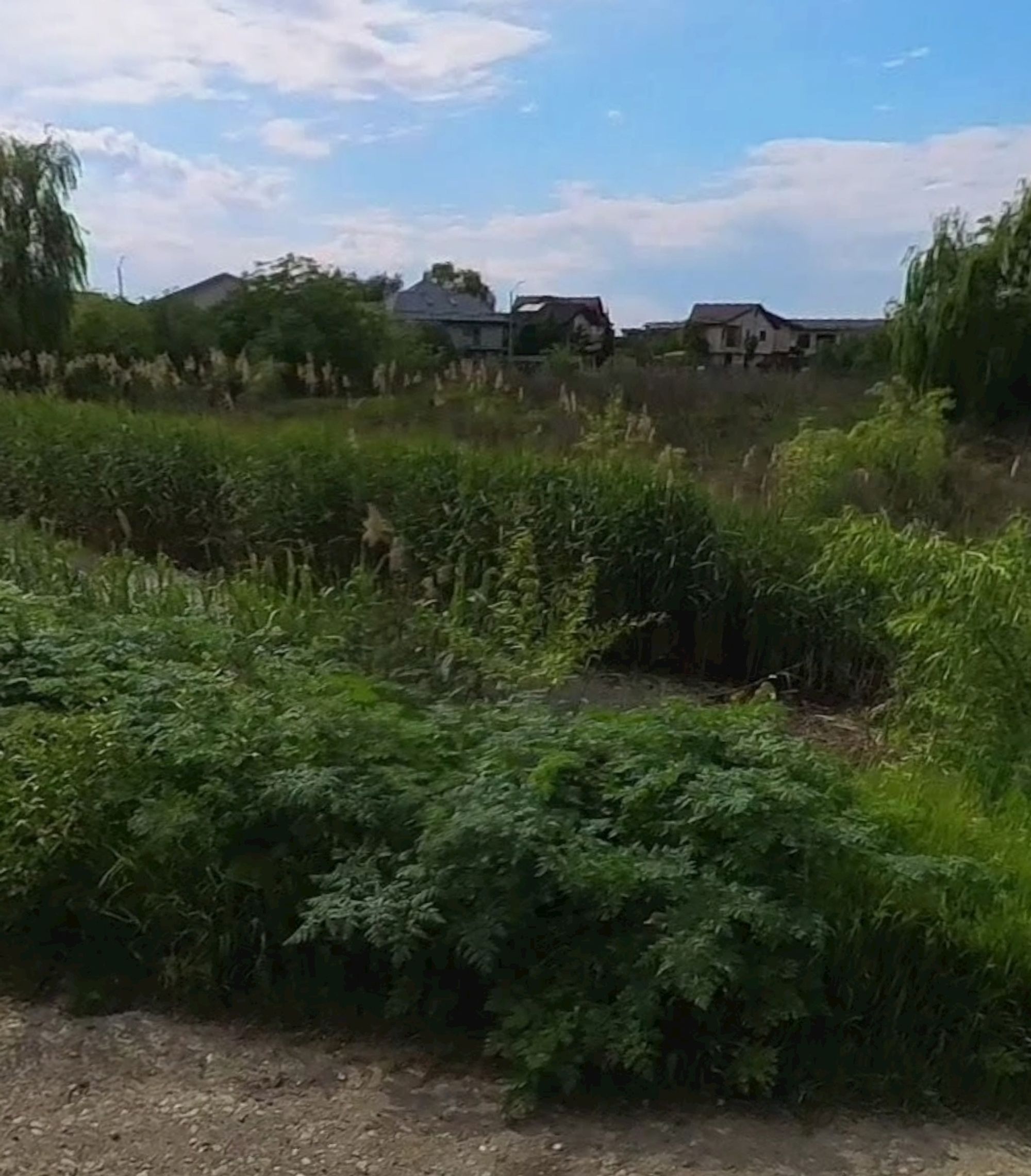 Ambrozie in Strada Balta Pasarea 84, Tunari, Comuna Tunari, Județul Ilfov