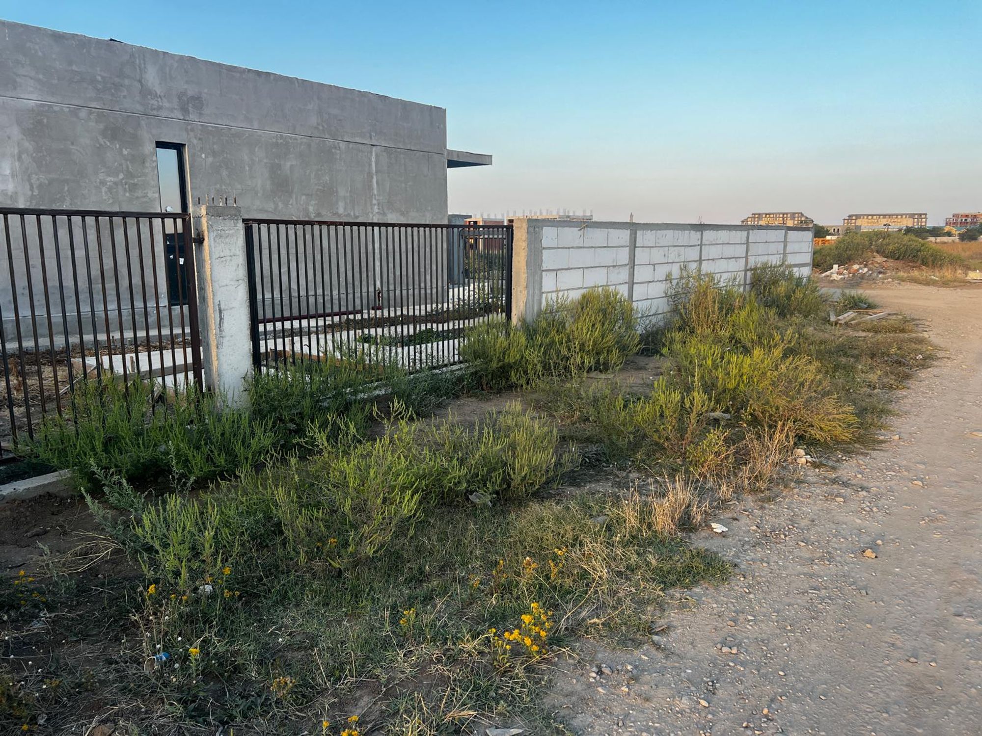 Ambrozie in Strada Teiului 55, Tunari, Comuna Tunari, Județul Ilfov - WhatsApp Image 2025-09-08 at 19.01.22 (1).jpeg