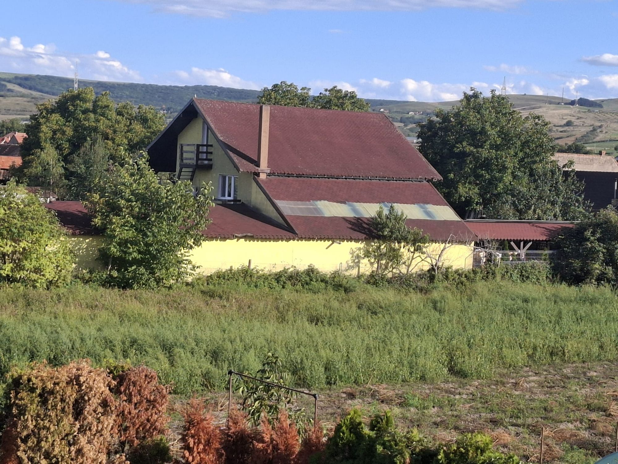 Ambrozie in Str. Trifoiului 2A, Alba Iulia, Municipiu Alba Iulia, Județul Alba - WhatsApp Image 2025-09-16 at 17.22.26.jpeg