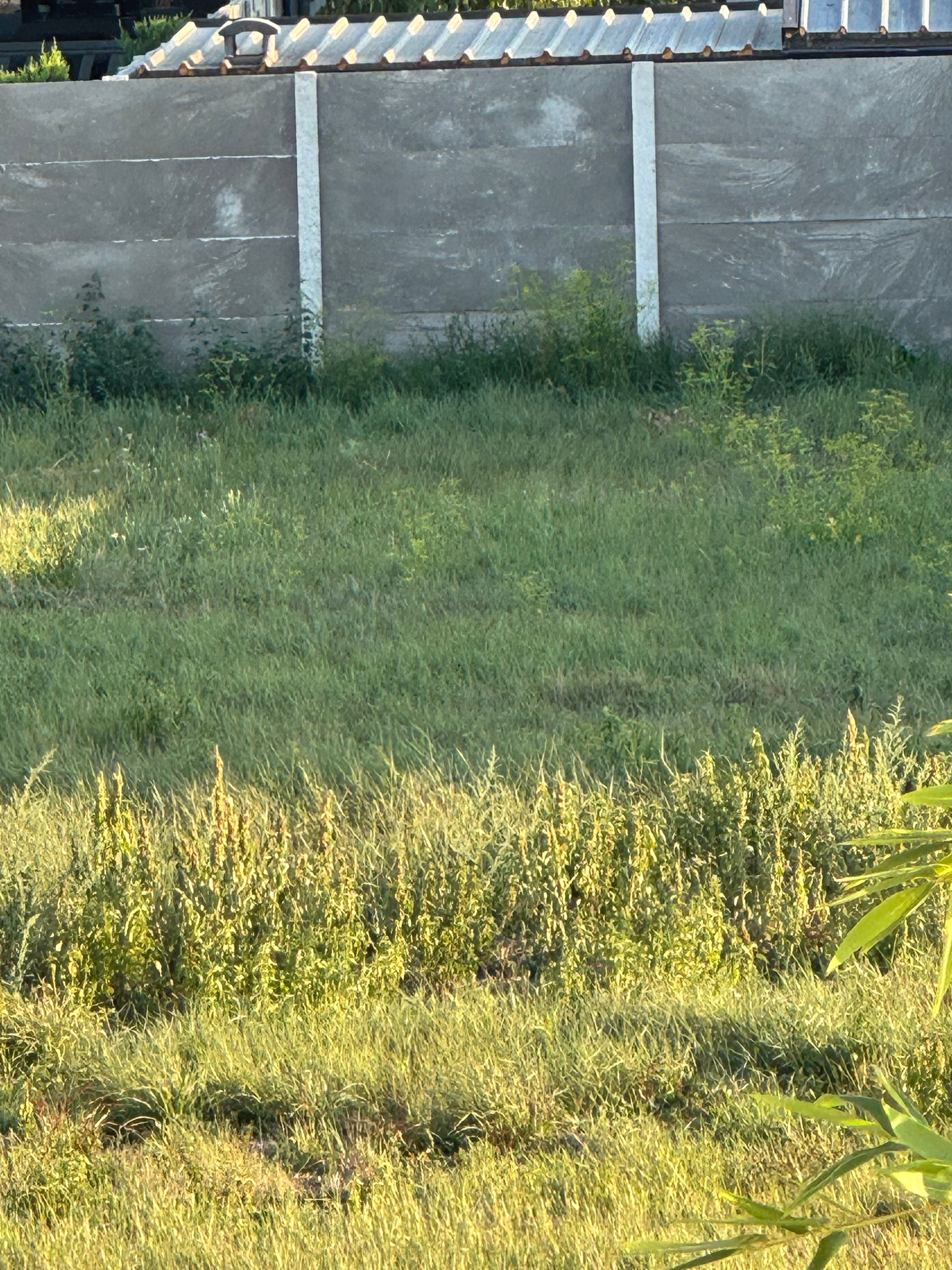 Ambrozie in Strada Garoafei 6, Moșnița Veche, Comuna Moșnița Nouă, Județul Timiș - IMG_9039.jpeg