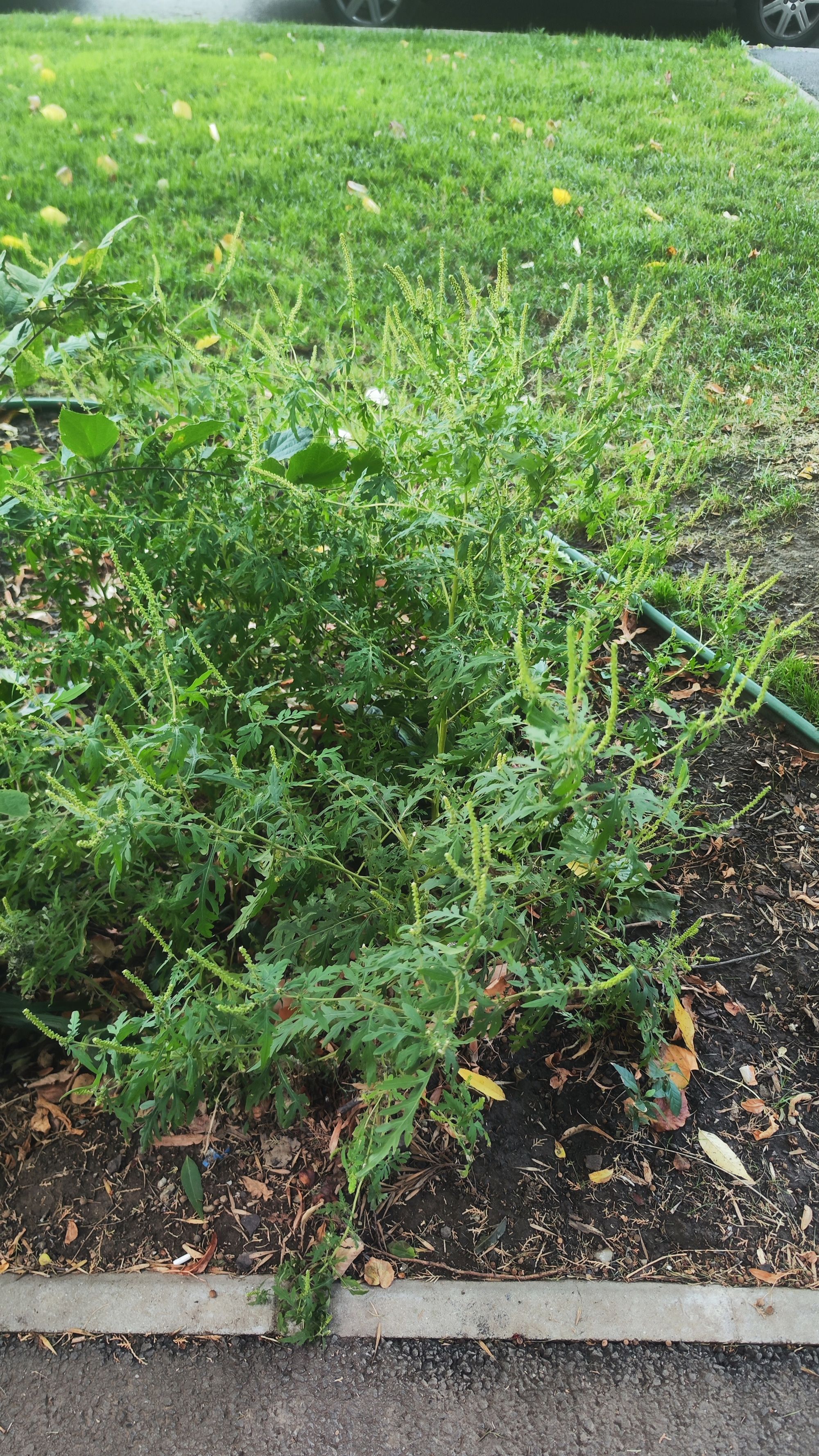 Ambrozie in Drumul Taberei 59, București, Municipiul București - IMG_20250913_145329.jpg