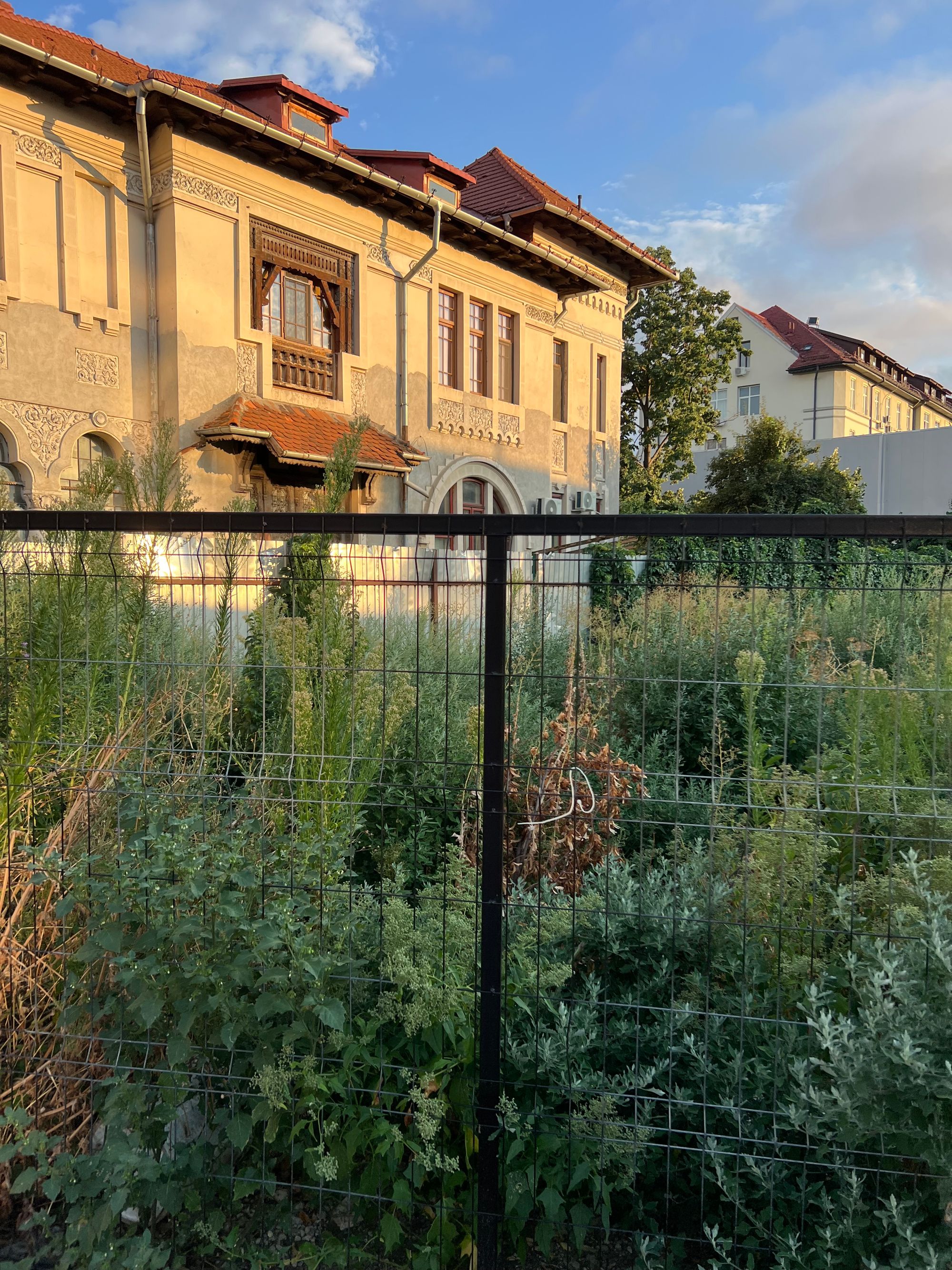 Ambrozie in Strada Agricultori 30, București, Municipiul București - IMG_3504.jpeg
