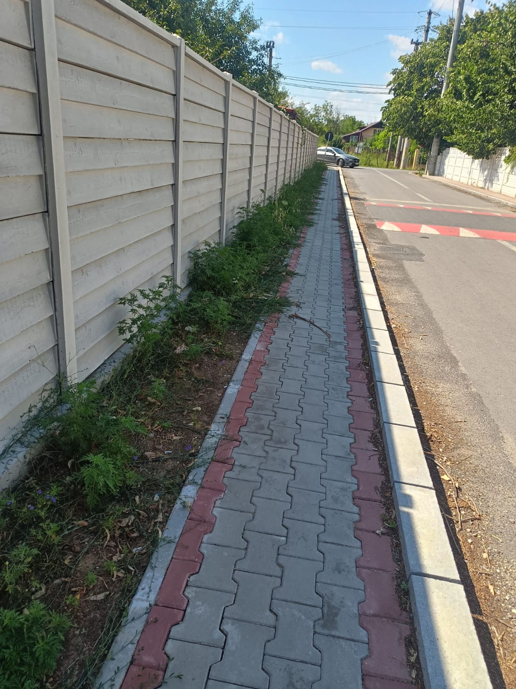 Ambrozie in Strada Primăverii 40, Bolintin-Deal, Comună Bolintin-deal, Județul Giurgiu