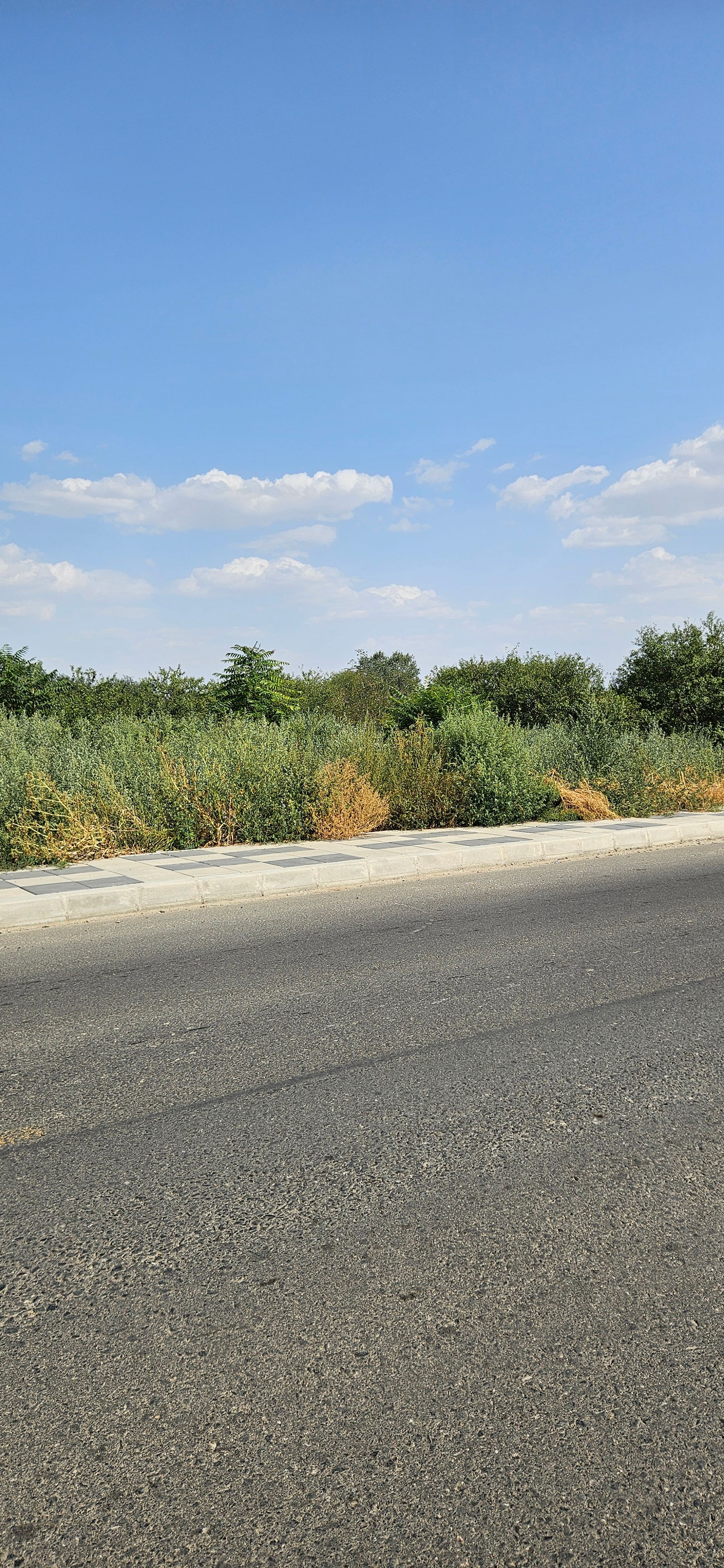 Ambrozie in DJ401A 90, Bragadiru, Oraş Bragadiru, Județul Ilfov - 1000005337.jpg