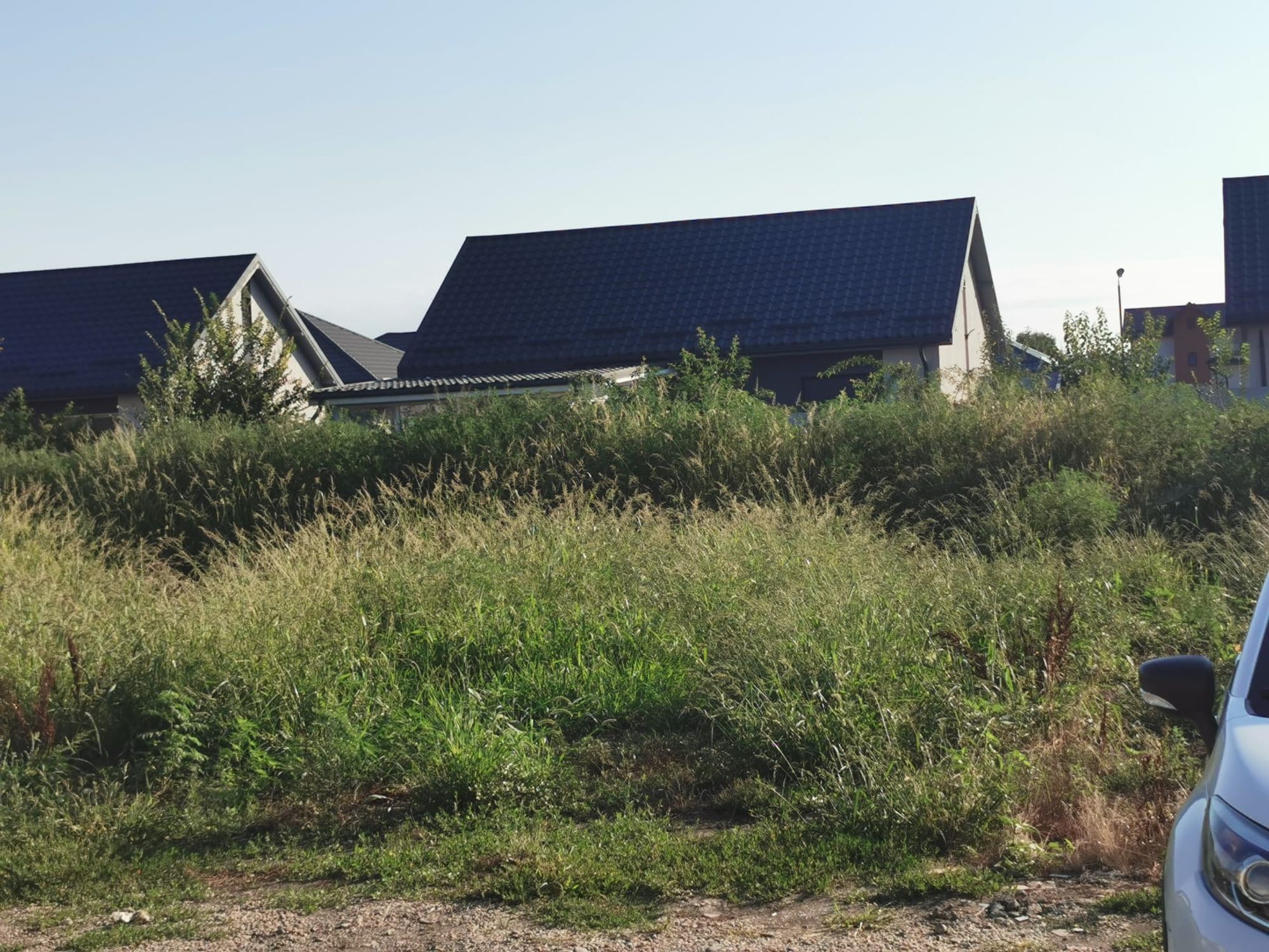 Ambrozie in Strada Dunării 83, Bragadiru, Oraș Bragadiru, Județul Ilfov - d7592435-254e-4c3d-ab96-62383d04e604.jpeg
