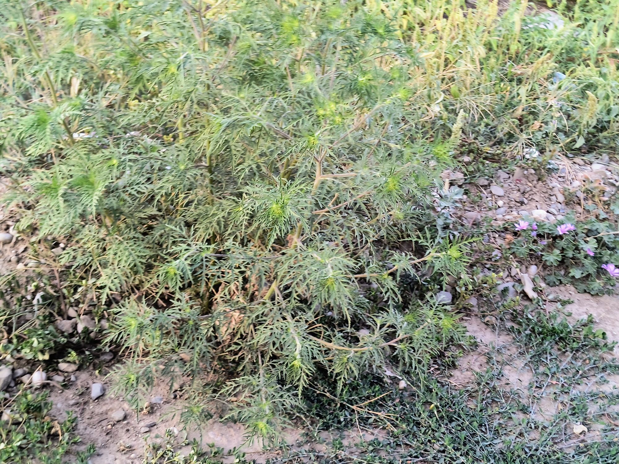 Ambrozie in Strada Afinului 48, Pantelimon, Oraş Pantelimon, Județul Ilfov - IMG_20250803_195924894_AE.jpg