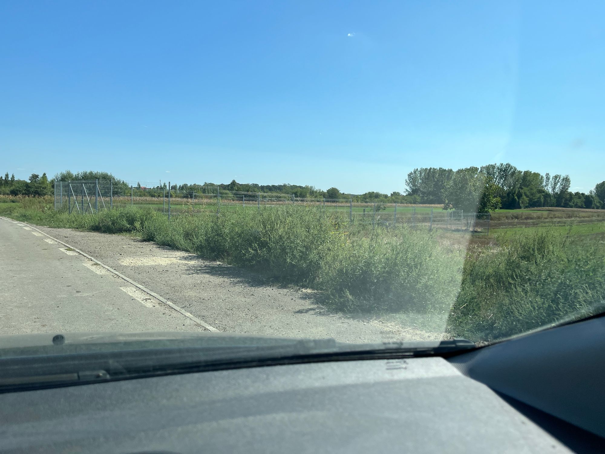 Ambrozie in Bolintin-Deal, Comună Bolintin-deal, Județul Giurgiu - IMG_0649.jpeg