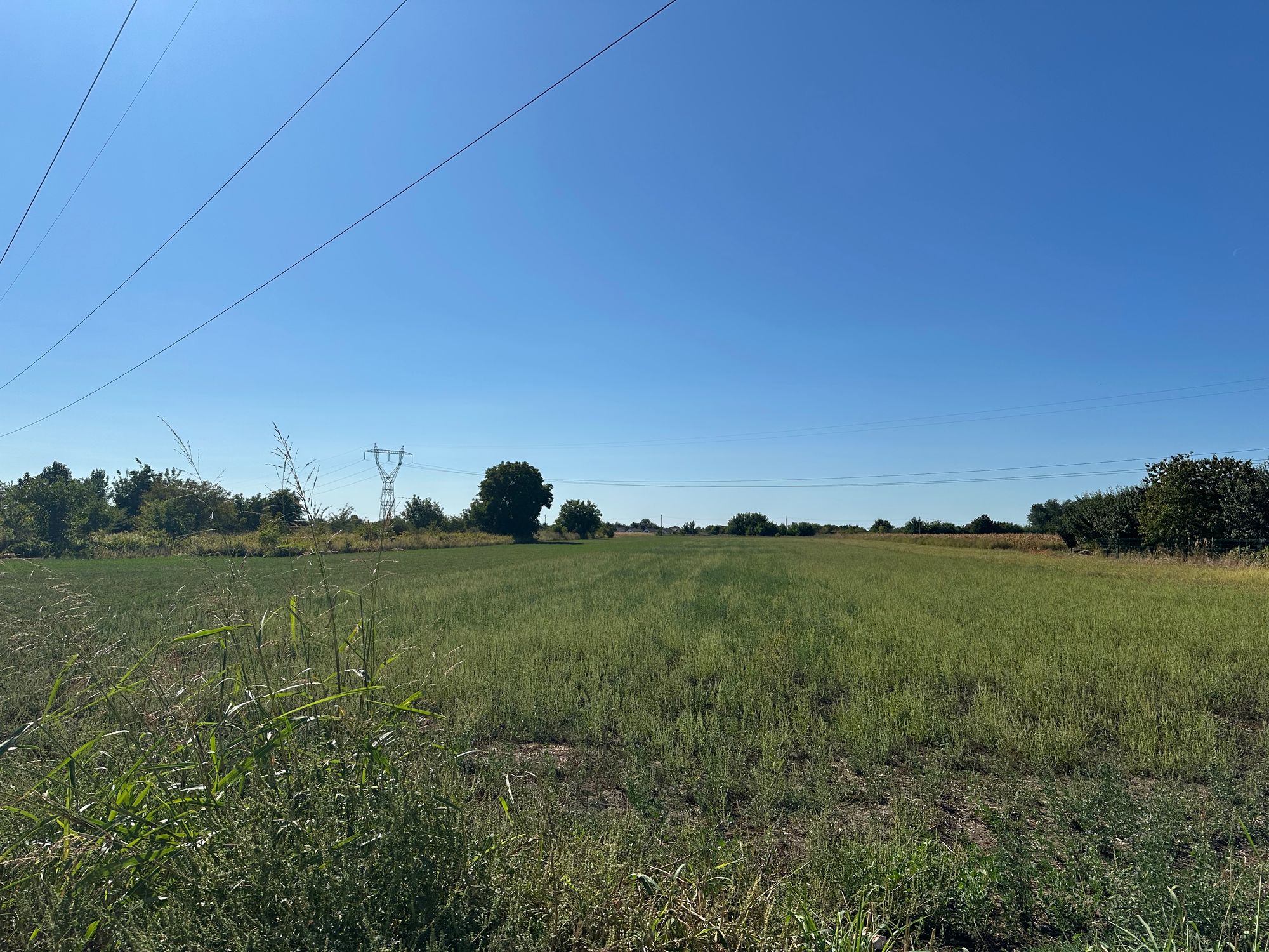 Ambrozie in Cazasu, Comuna Cazasu, Județul Brăila - IMG_7114.jpeg