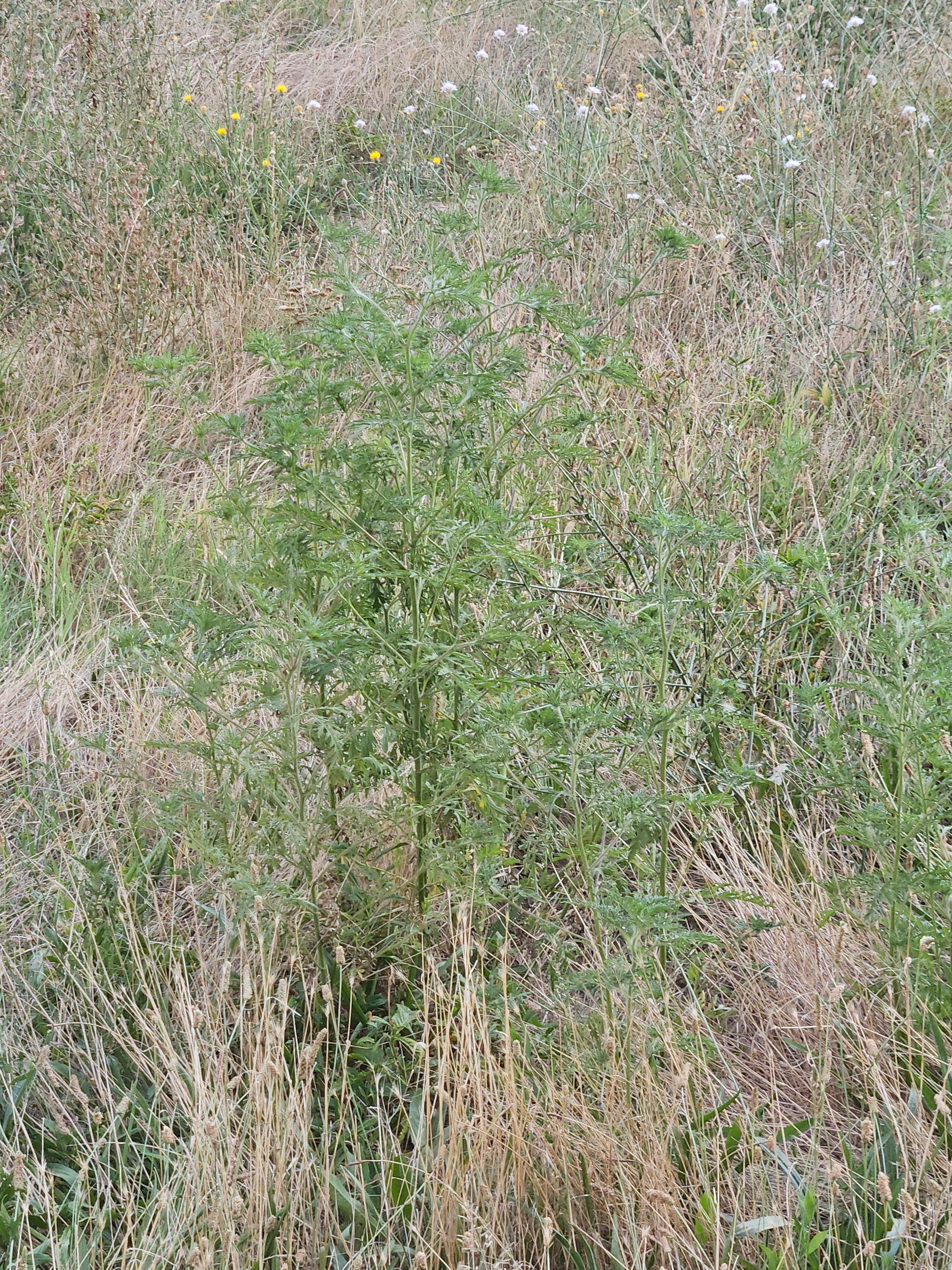 Ambrozie in Intrarea Blejoi 6, București, Municipiul București