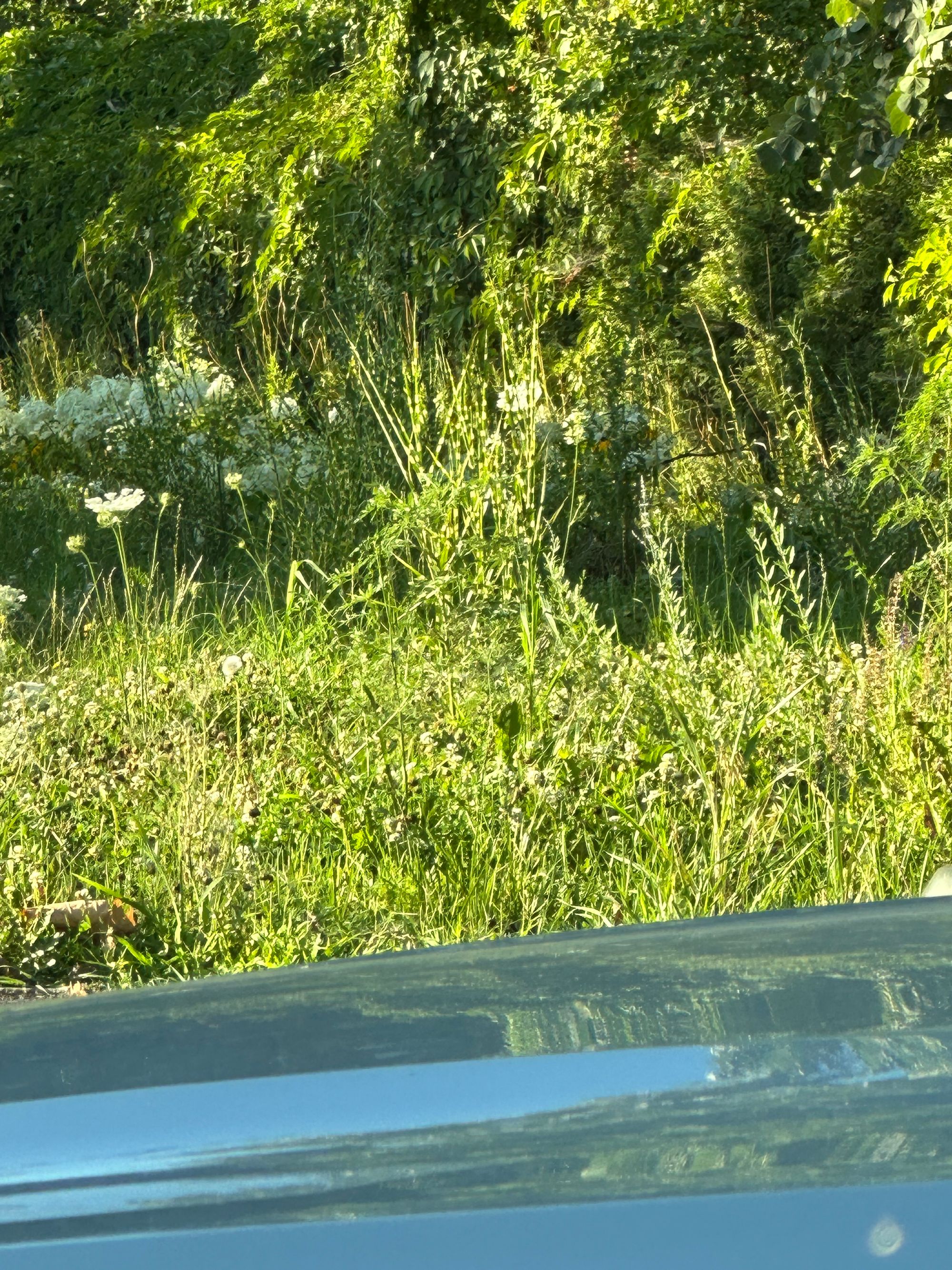 Ambrozie in Bulevardul Mareșal Constantin Prezan 2, București, Municipiul București - IMG_0839.jpeg