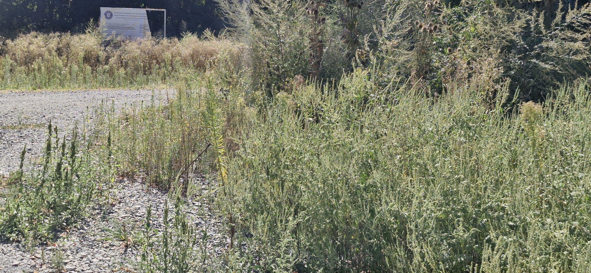 Ambrozie in Nifon, Comuna Hamcearca, Județul Tulcea - 07.09.2025_02.jpeg