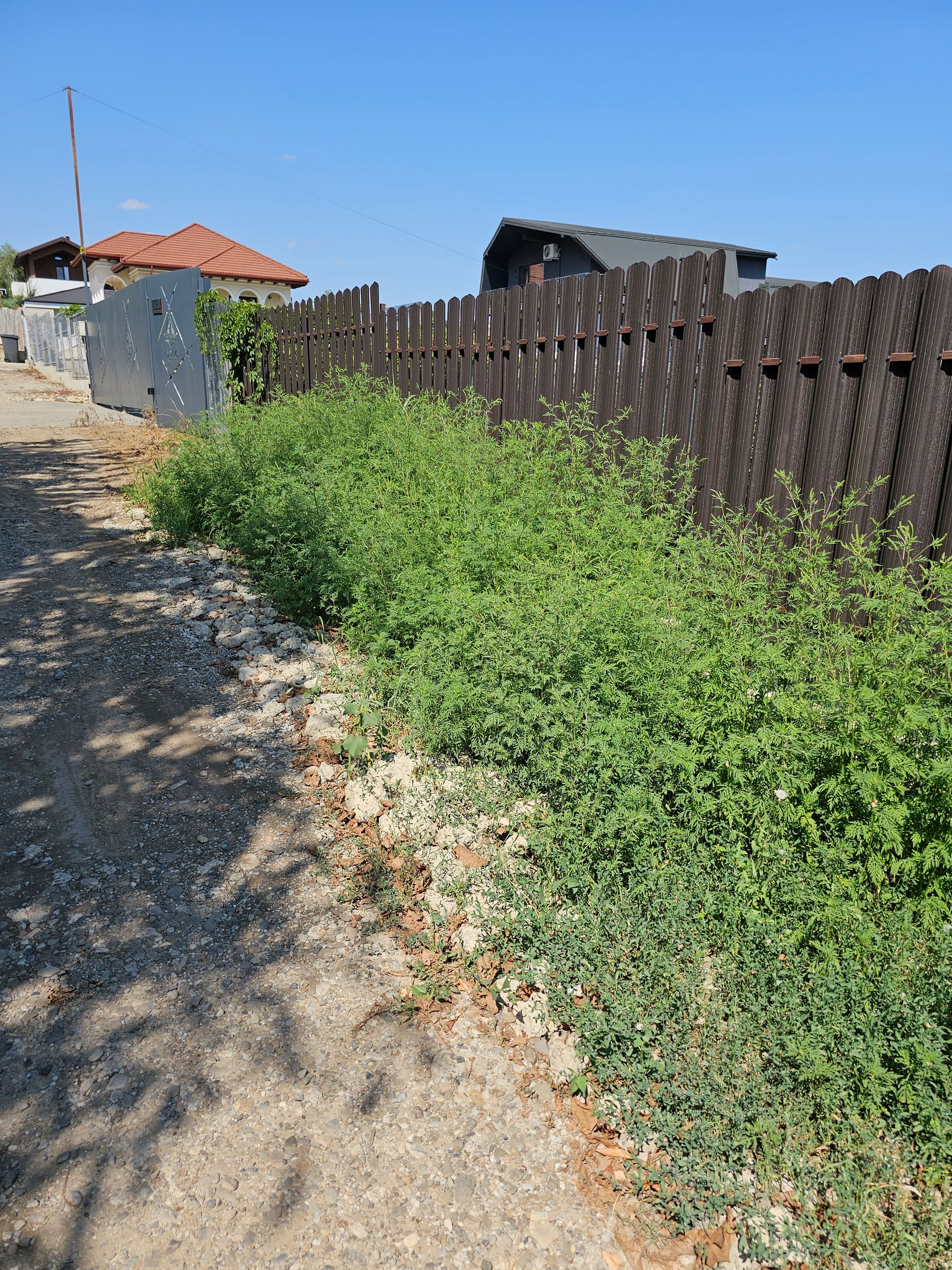 Ambrozie in Strada Iancu Flondor 6, Iași, Municipiu Iaşi, Județul Iași
