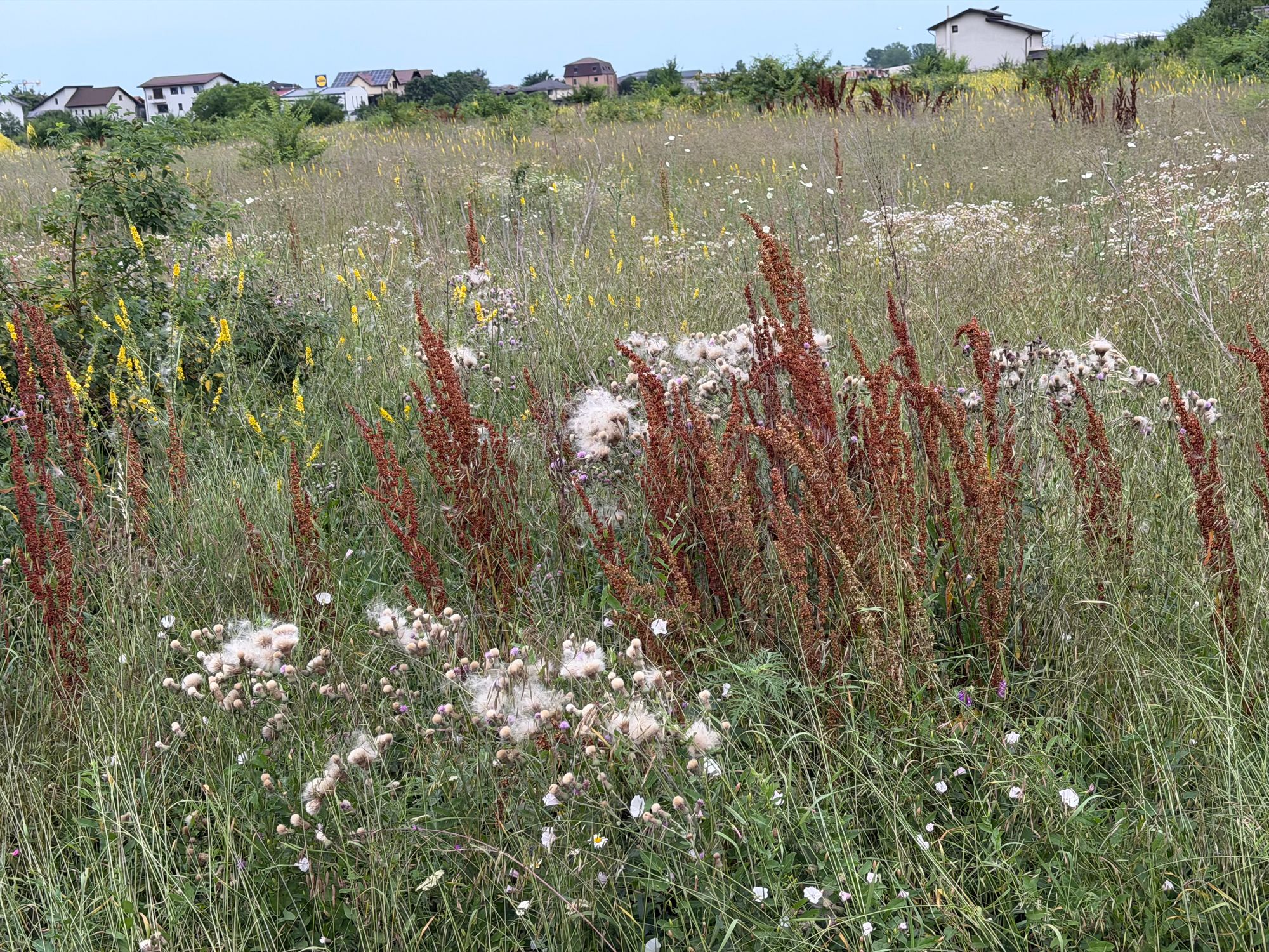 Ambrozie in Strada Putna 28, Otopeni, Oraș Otopeni, Județul Ilfov - IMG_2603.jpeg