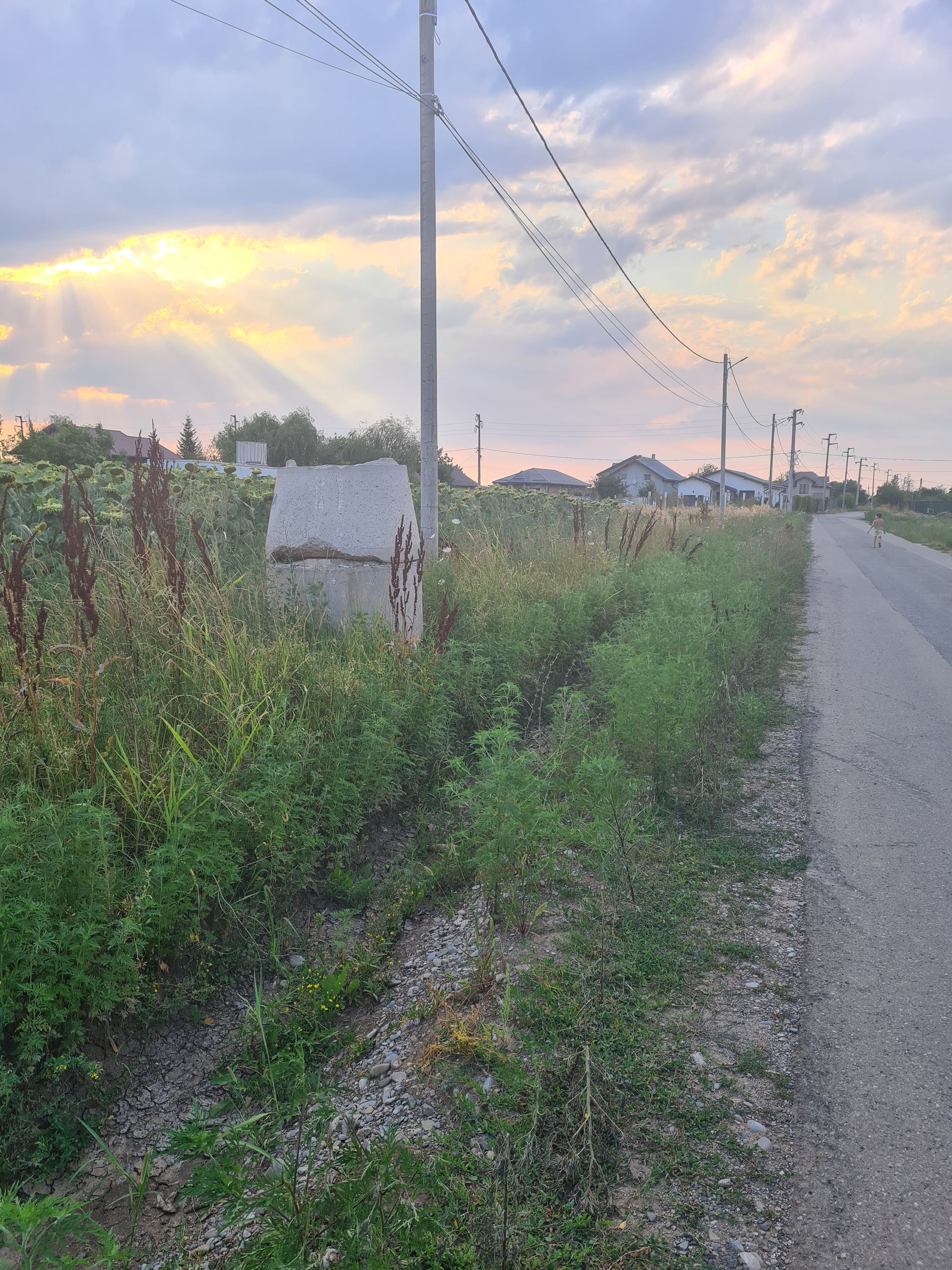 Ambrozie in Strada Octavian Goga 73, Moara Vlăsiei, Comuna Moara Vlăsiei, Județul Ilfov