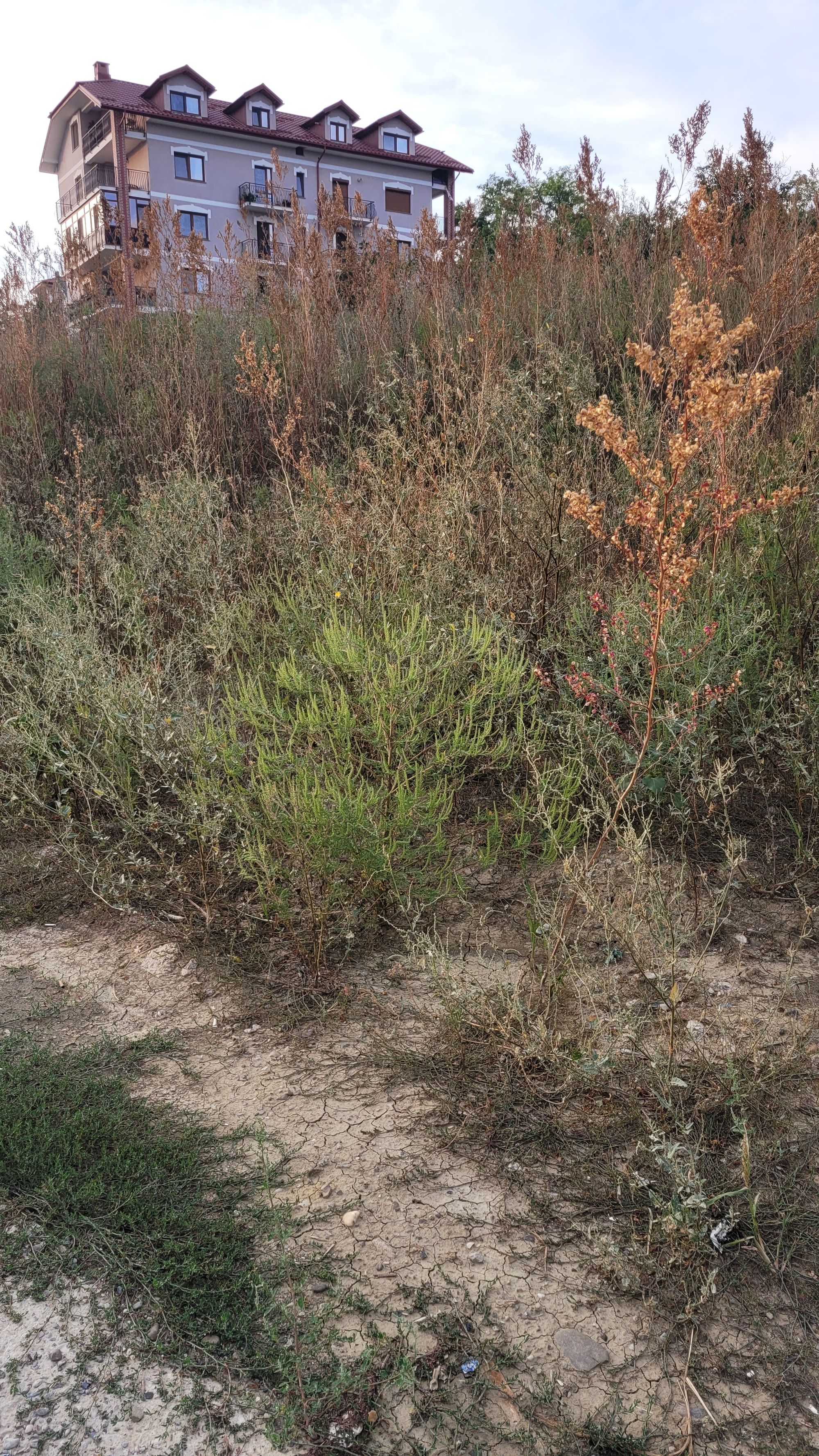 Ambrozie in Strada Nicolae Oblu 26A, Iași, Municipiu Iaşi, Județul Iași - 20240830_192335.jpg