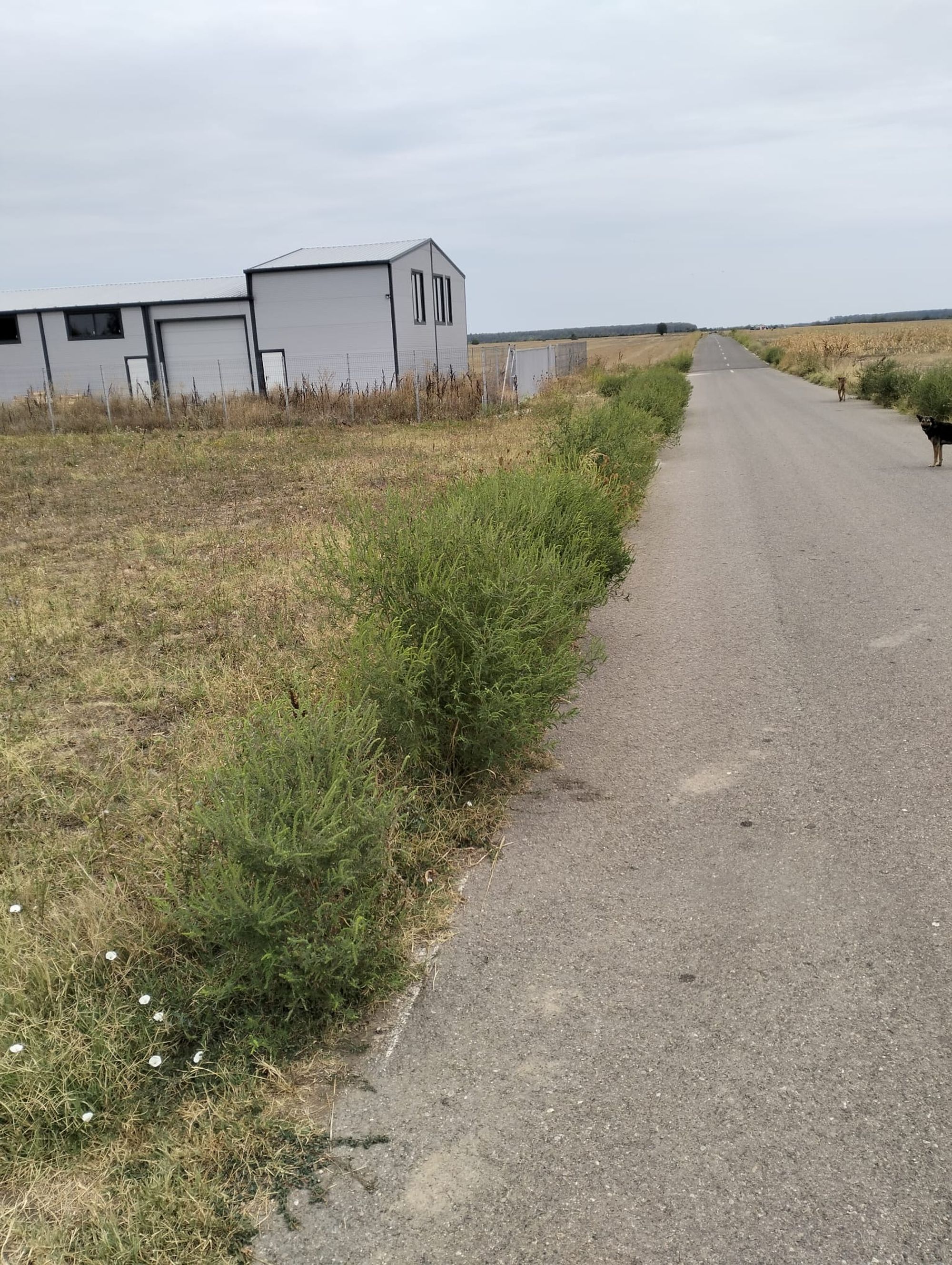 Ambrozie in Căscioarele, Comuna Ulmi, Județul Giurgiu - 55b3b784-097c-4e7e-bb4d-520aa2be17bb.jpeg