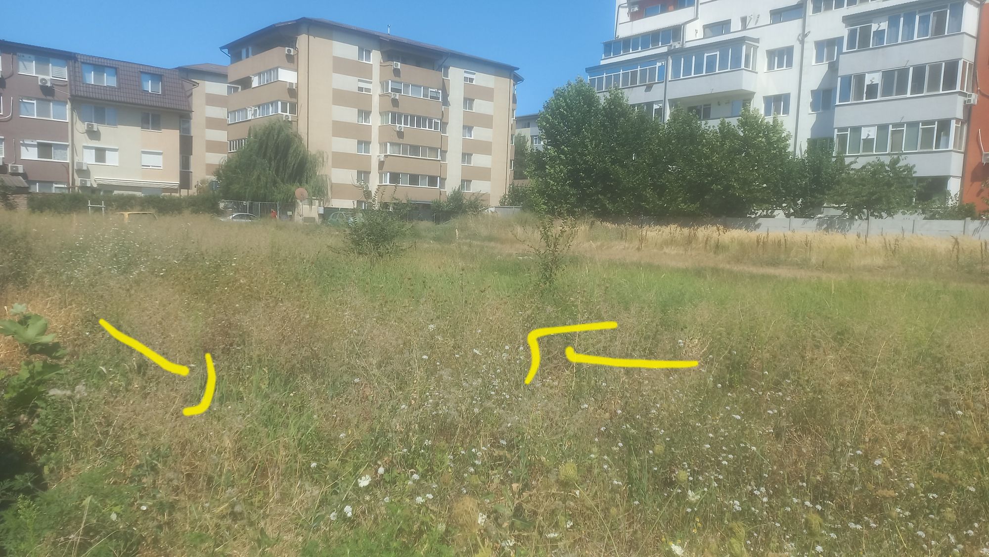Ambrozie in Strada Biruinței 7, Popești-Leordeni, Oraș Popești Leordeni, Județul Ilfov