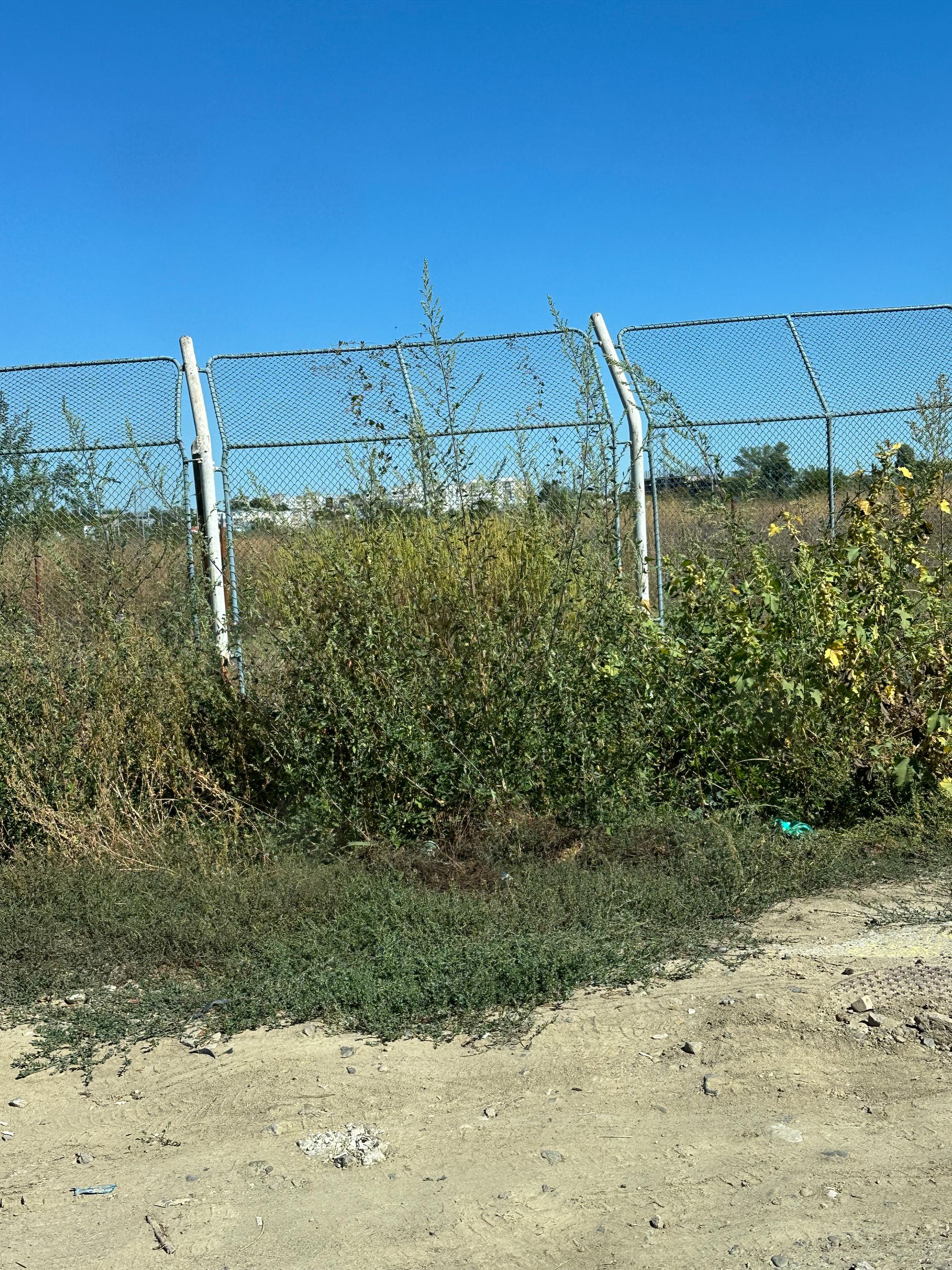 Ambrozie in Șoseaua de Centură 1B, Brăila, Municipiu Brăila, Județul Brăila - IMG_7111.jpeg