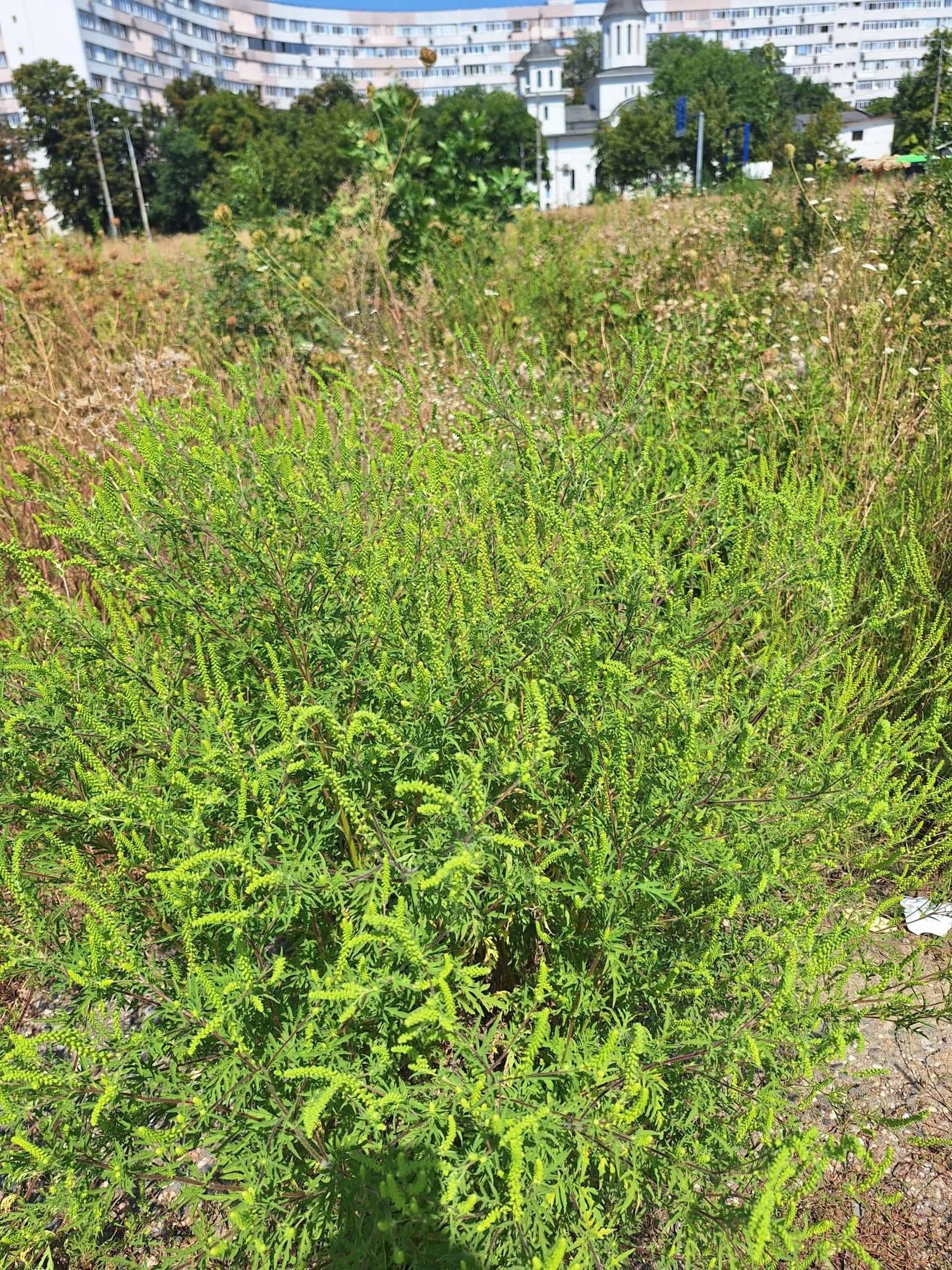 Ambrozie in Bd. Nicolae Grigorescu 25, București, Municipiul București - FB_IMG_1787844116046.jpg